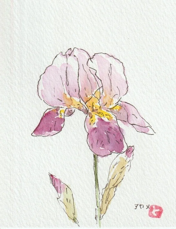 花の絵（デルフィニウム、カーネーション、あやめ）描きました｜水彩