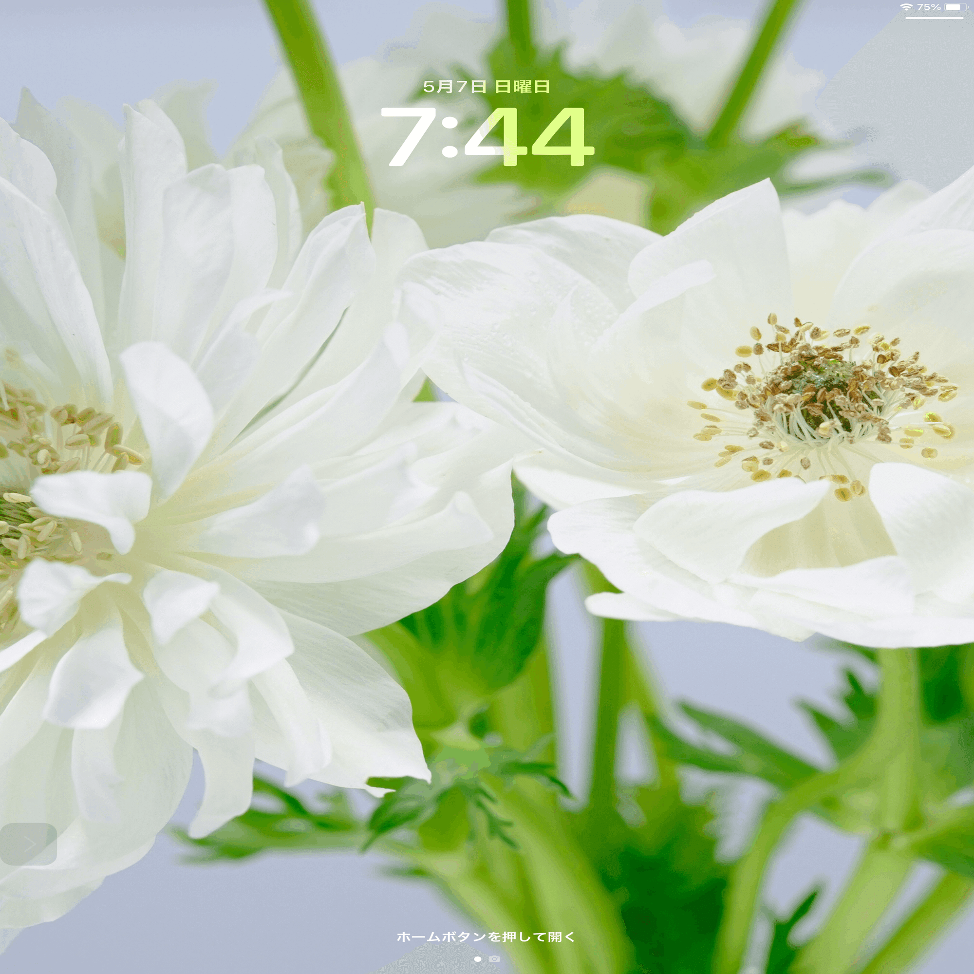 白いアネモネたち｜タキツネ | 花の写真を撮ります