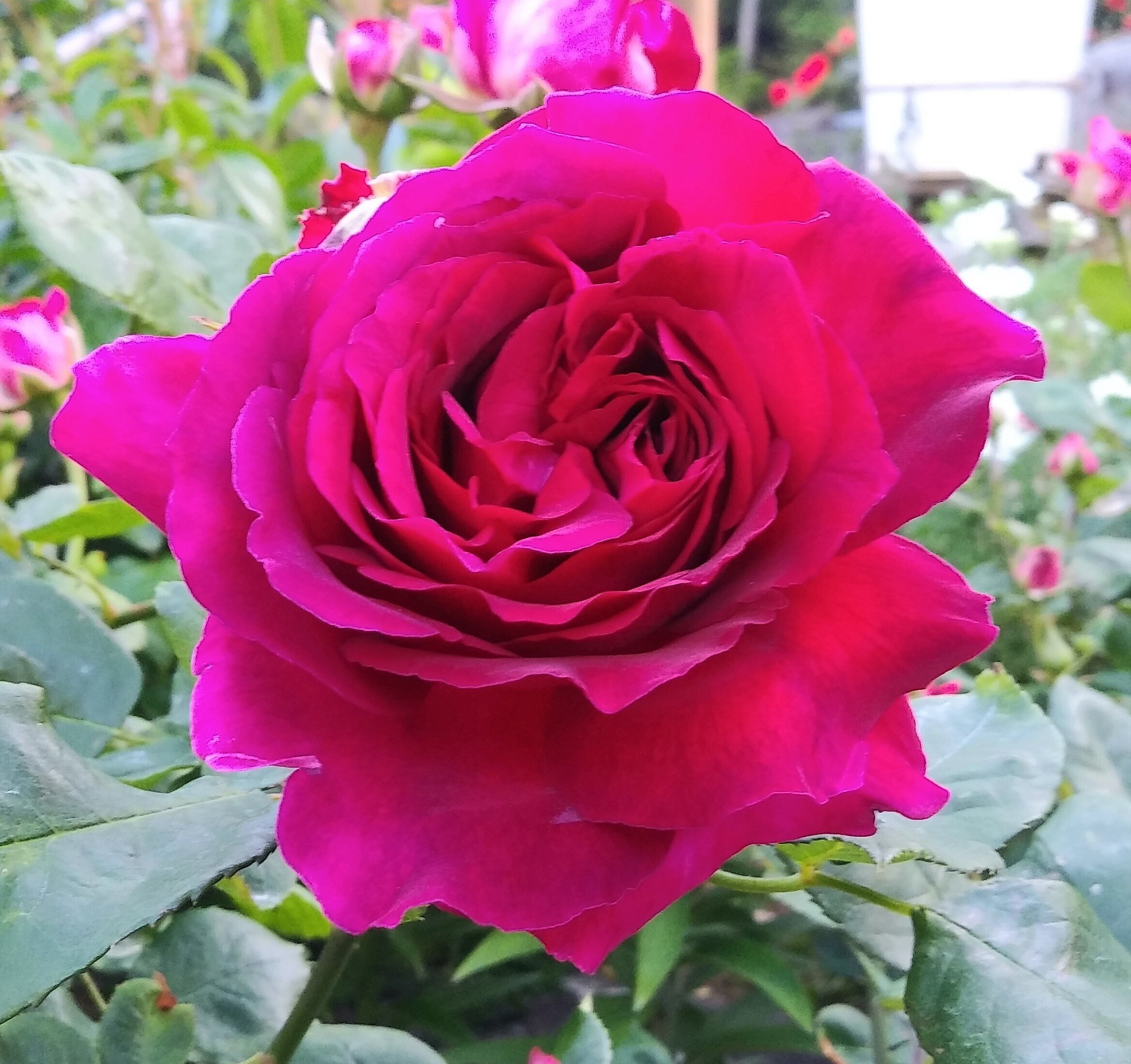 令和5年5月7日（日）いま、ご覧いただけるバラ｜伊勢の神宮ばら園