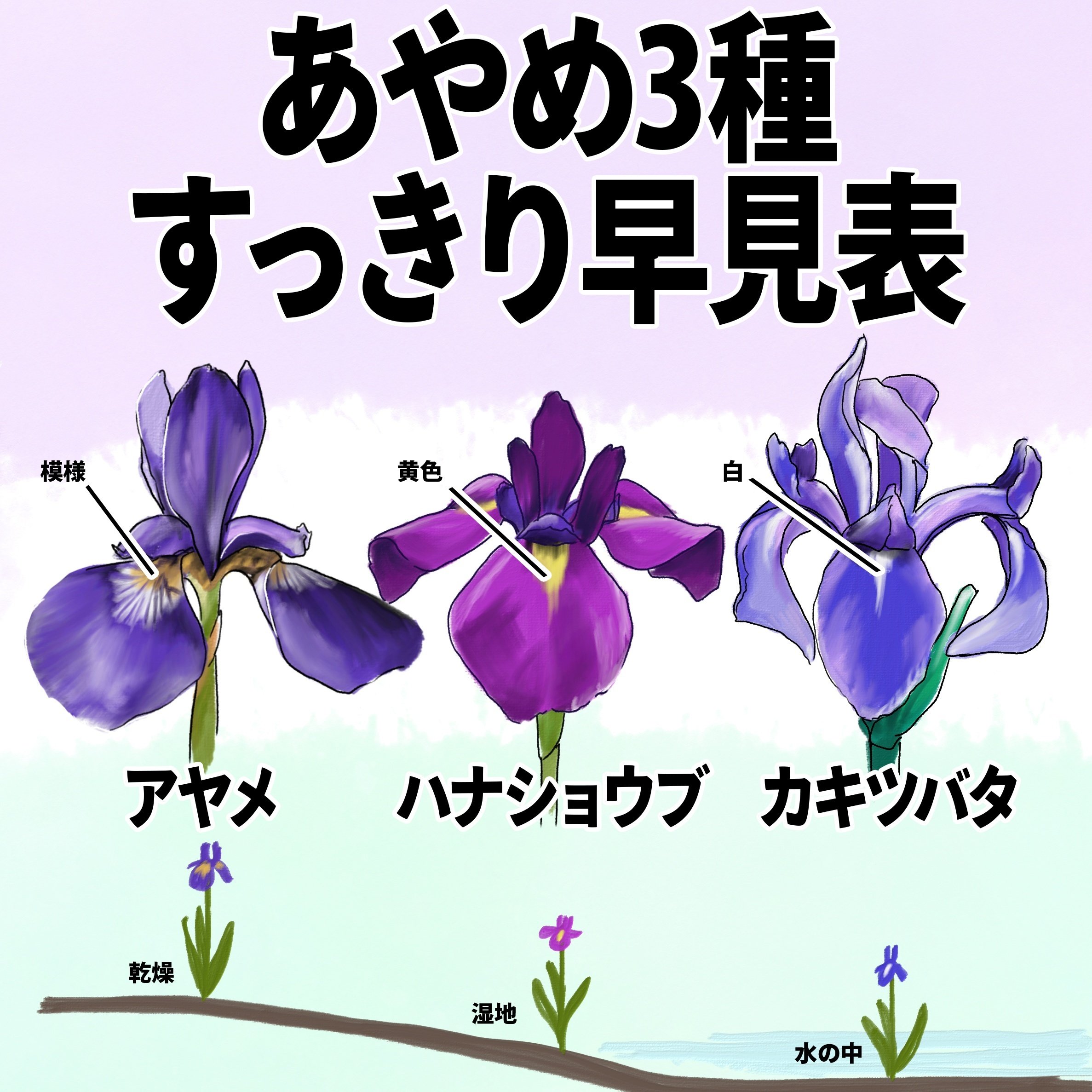 あやめ様確認用 AとBの見分け方的な投稿をしないと言いながらアヤメについては見分け方