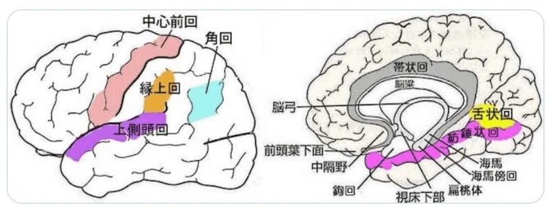 第58回理学療法士国家試験 午後36-40の解説|Sixty_valleyのページ