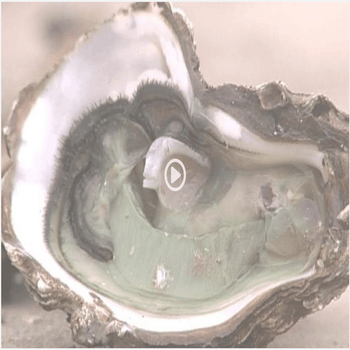 台湾の重金属汚染の恐怖「テクノロジーグリーン牡蠣」｜Green