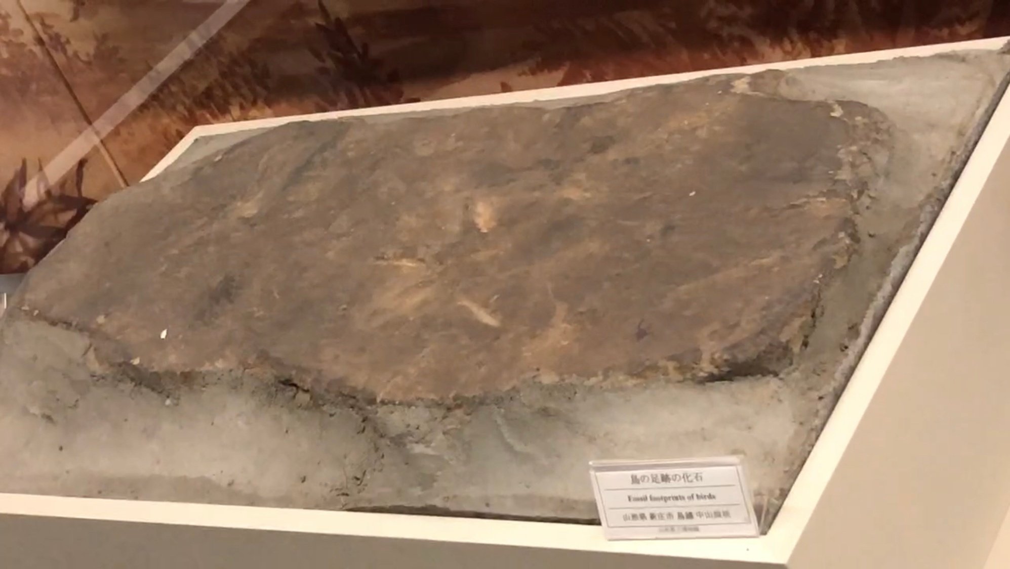 宮沢賢治　二枚貝の化石　イギリス海岸 二枚貝の化石 イギリス海岸