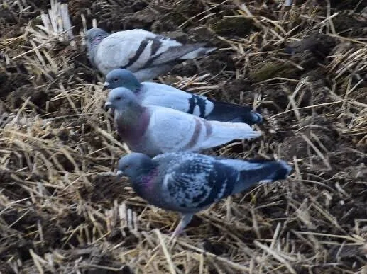 第2506回 カワラバトはドバト|翆野 大地