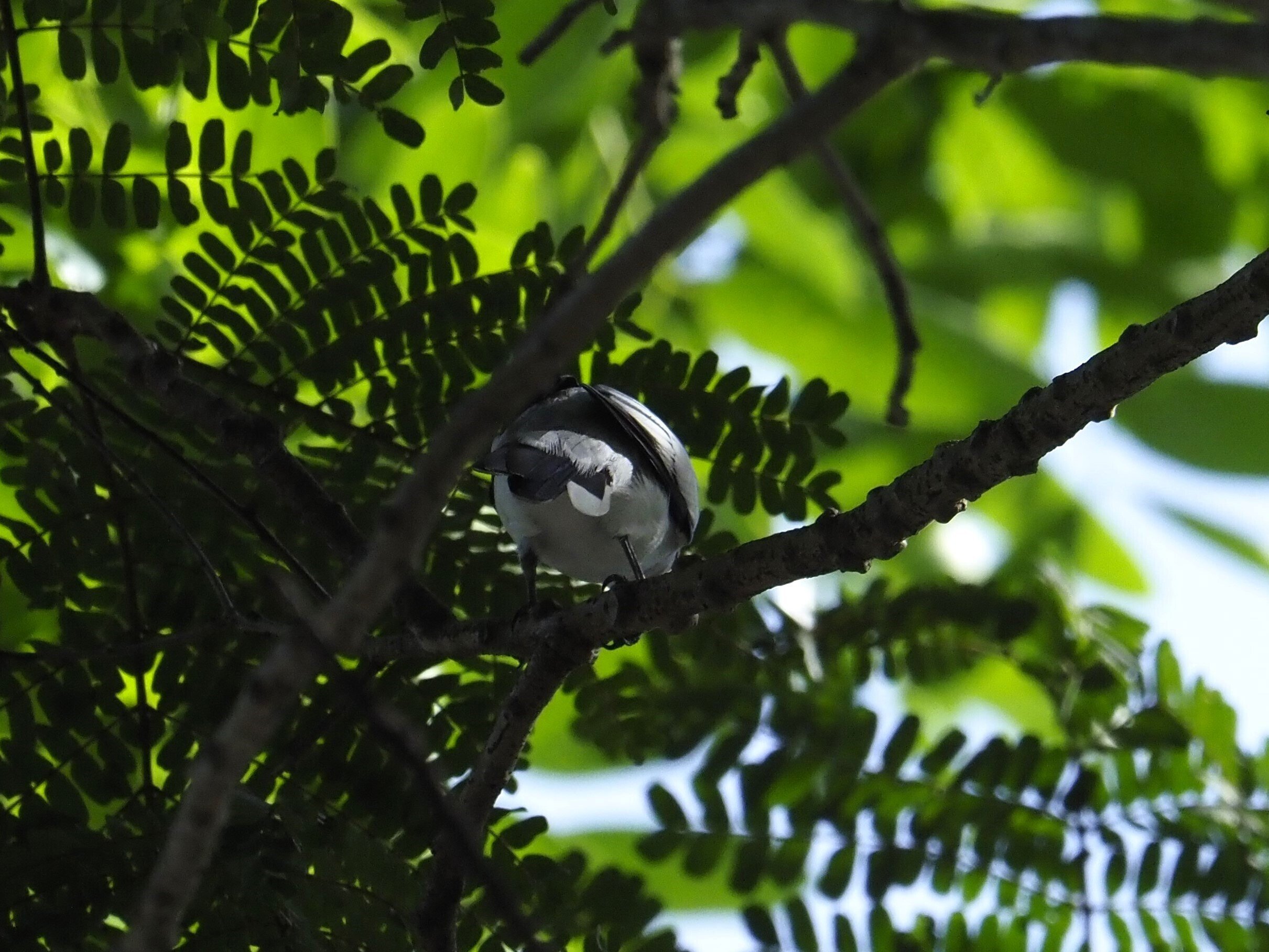 日日とり是好日🛩海外編 ～マダラナキサンショウクイ～｜とりコレクター