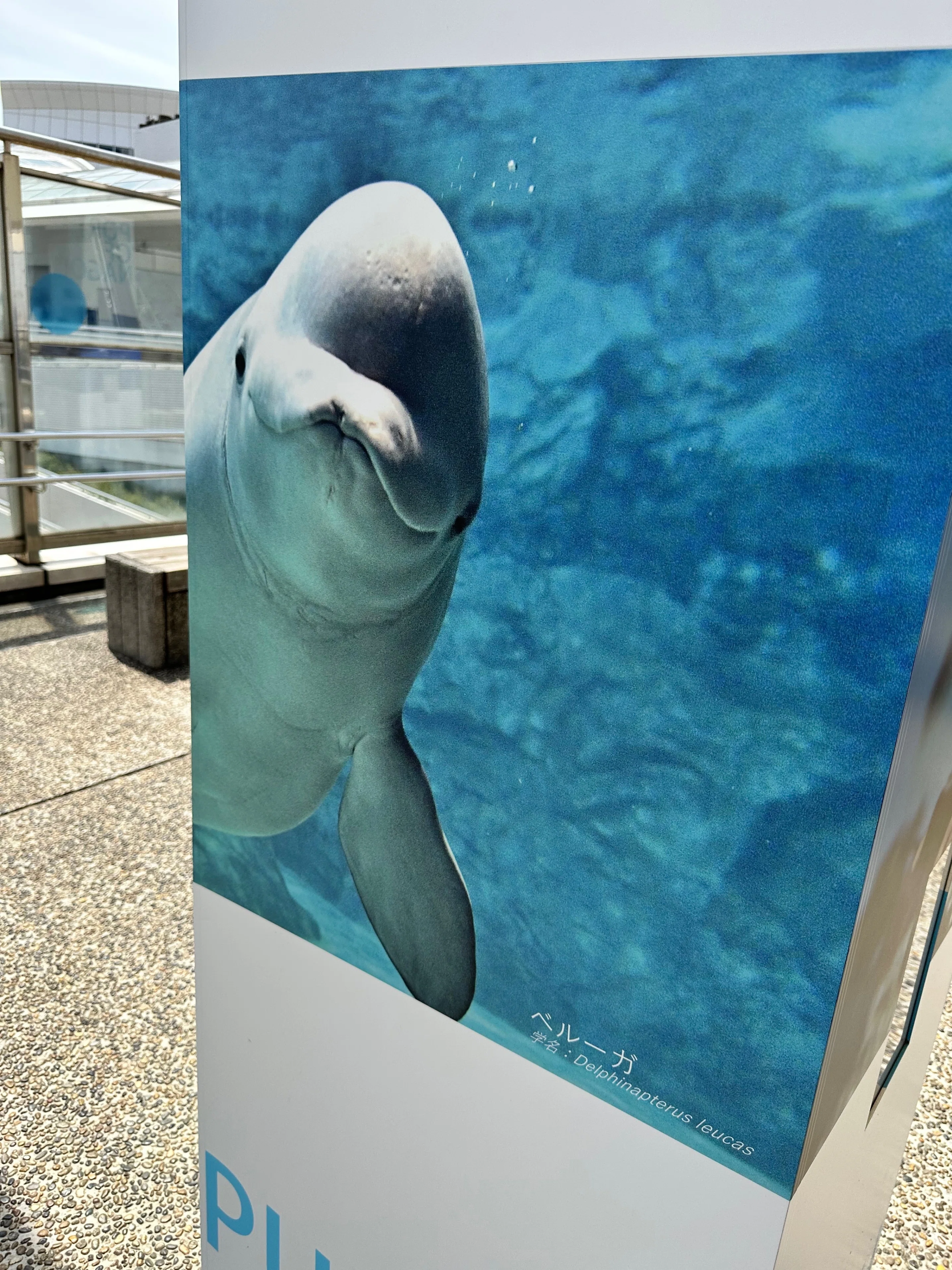 名古屋港水族館のベルーガさんは可愛いらし過ぎた。｜24park