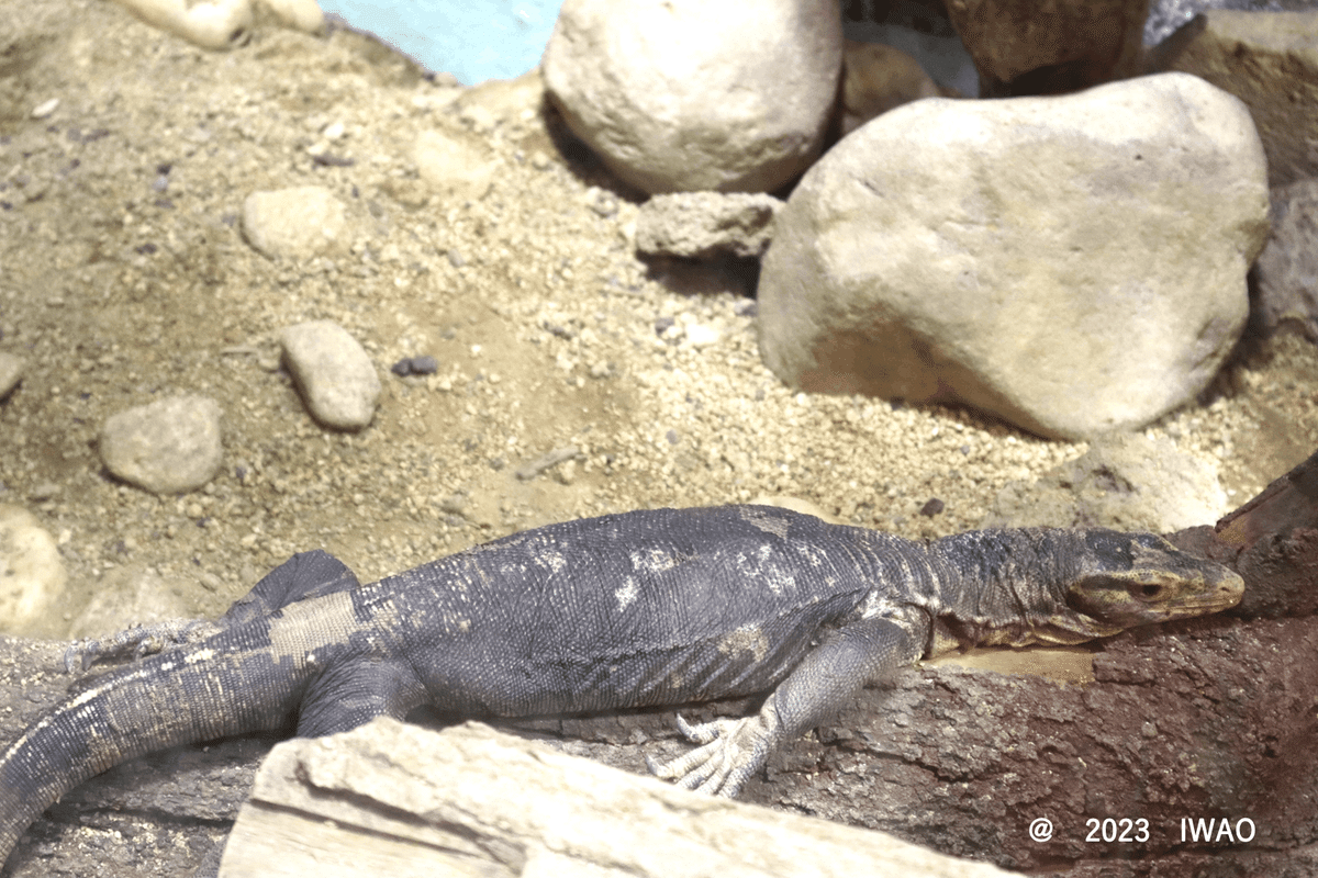 ミズオオトカゲ剥製