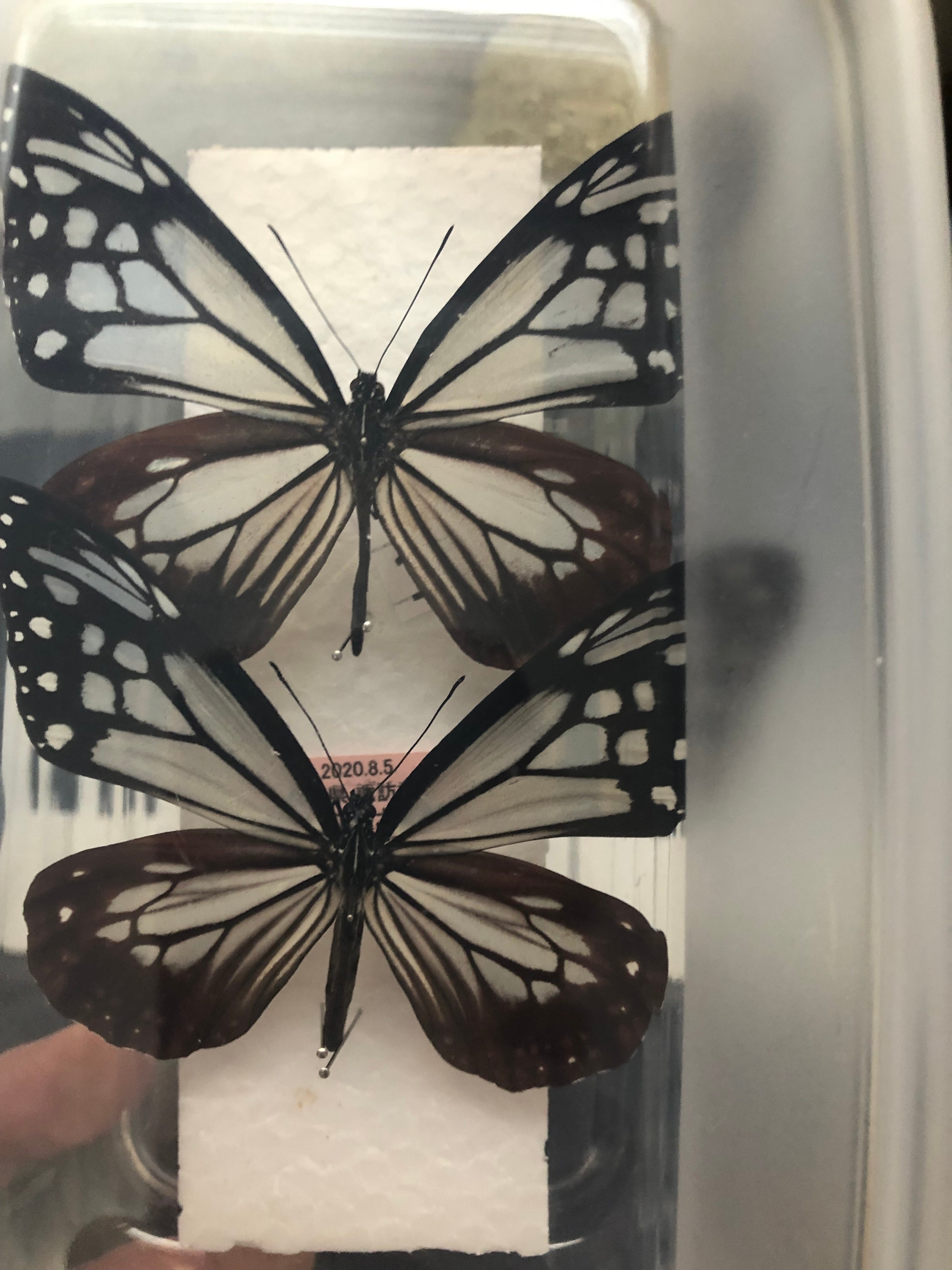 海を渡る蝶｜（花鳥風月）ikesan