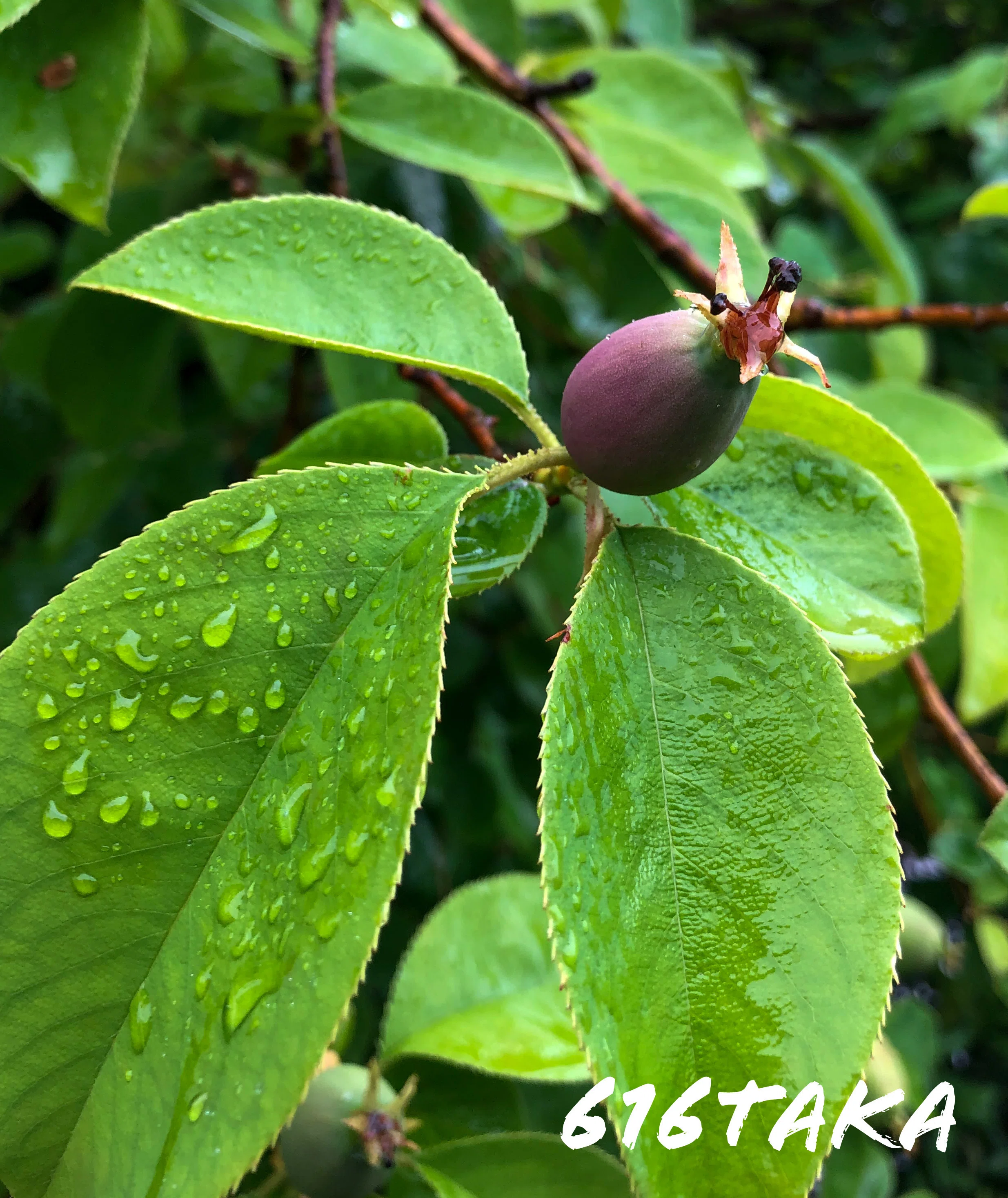 花梨の果実🍋🍀😳🌿🥹🍋|616taka