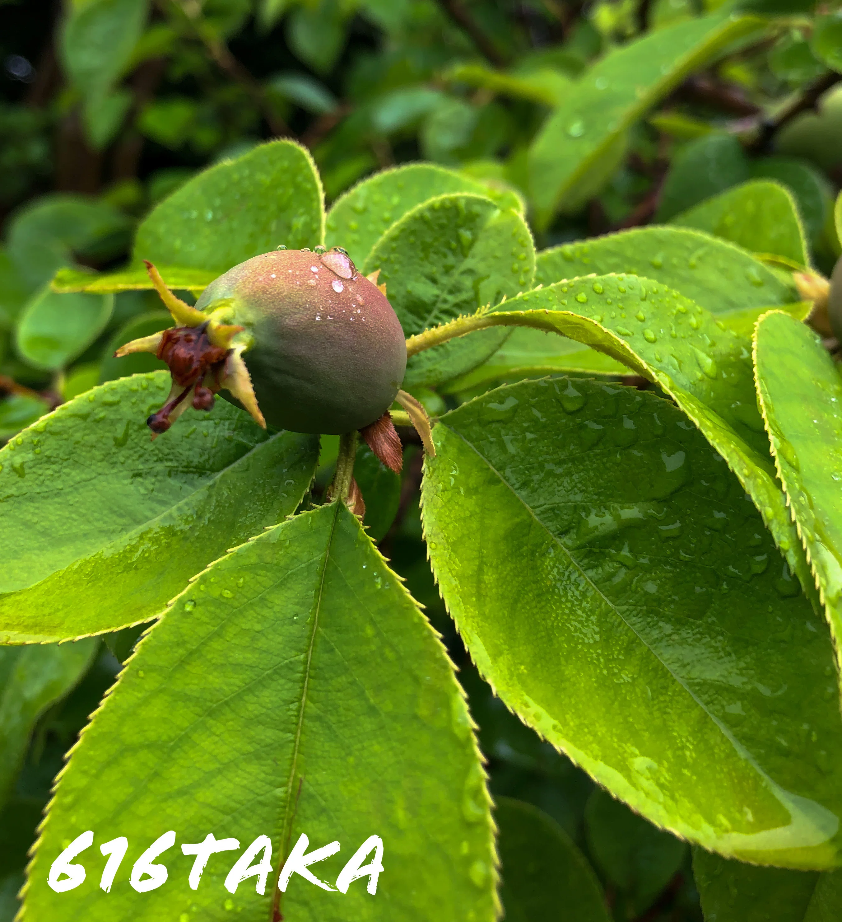 花梨の果実🍋🍀😳🌿🥹🍋|616taka