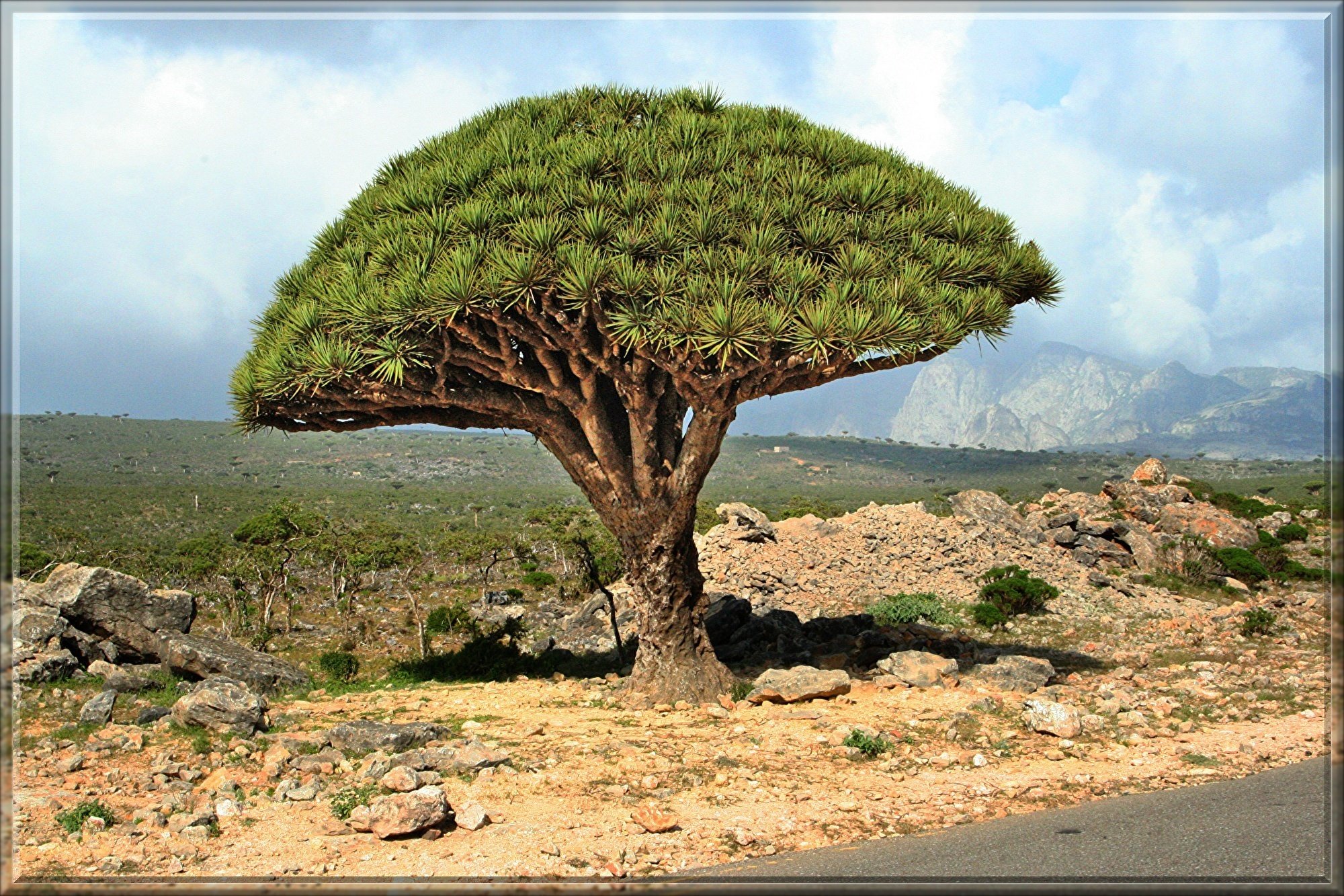 超希少 ドラセナ シナバリ 優良株 - 植物/観葉植物