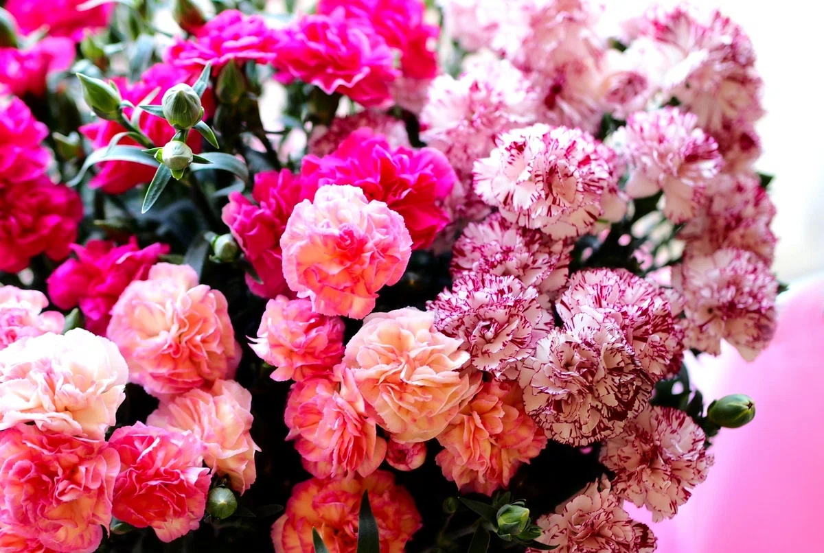 Various Flowers for Mother's Day｜ふれあいホームタウン｜広島県の総合住宅展示場