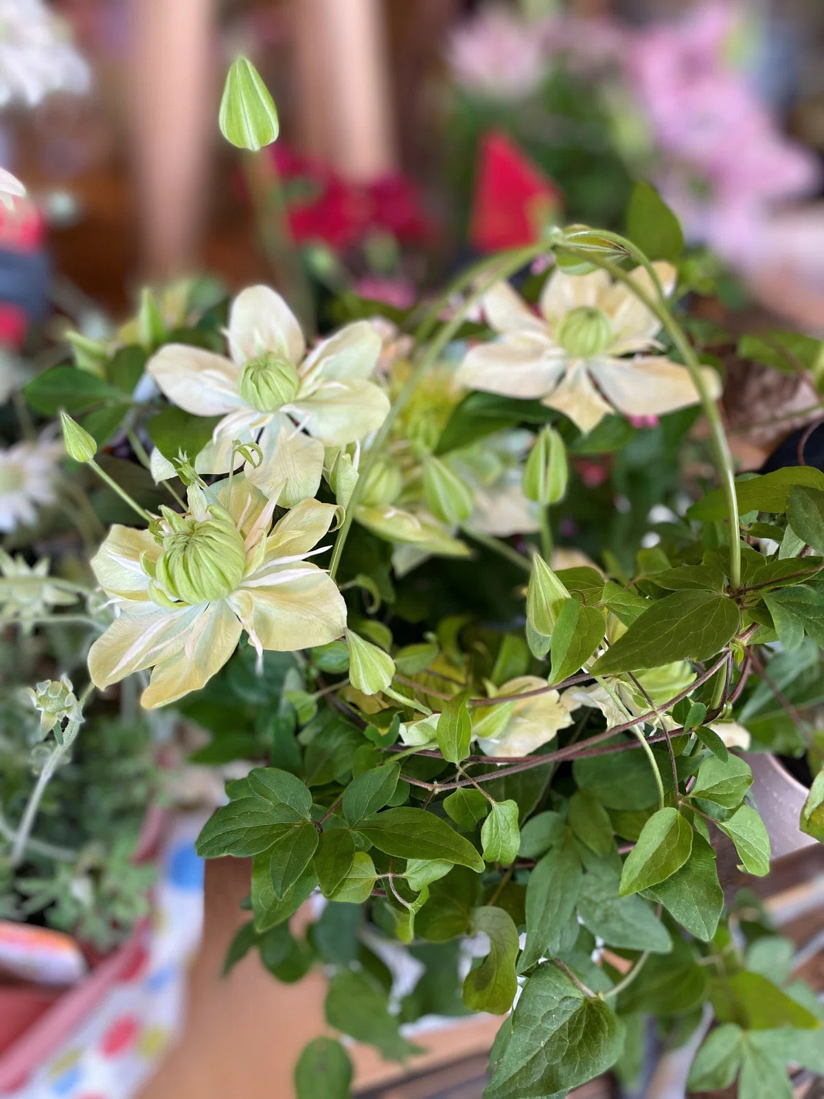 Various Flowers for Mother's Day｜ふれあいホームタウン｜広島県の総合住宅展示場