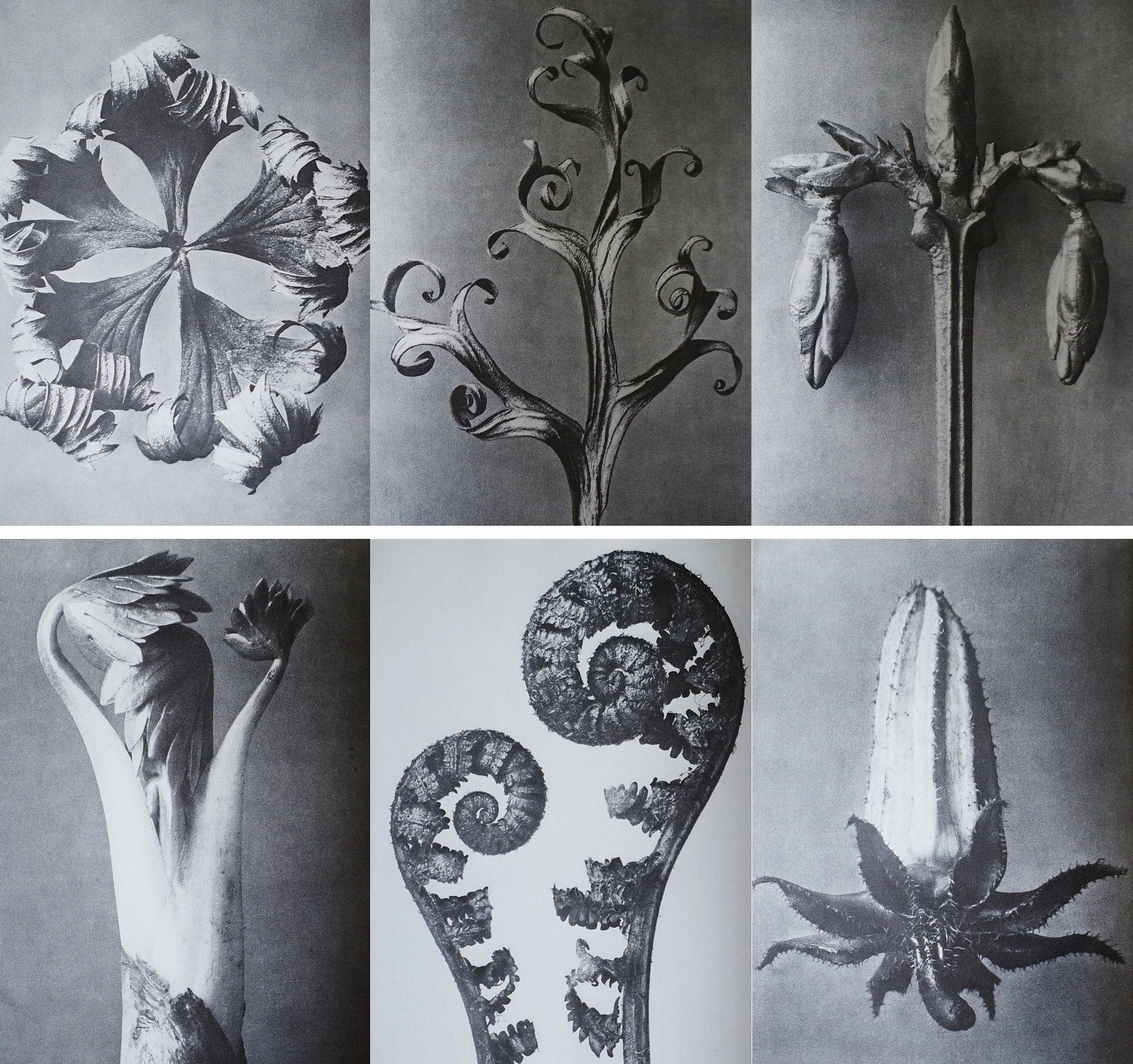 カール・ブロスフェルト　写真 Karl Blossfeldt / カール・ブロスフェルト - Ko Yamada (山田亘