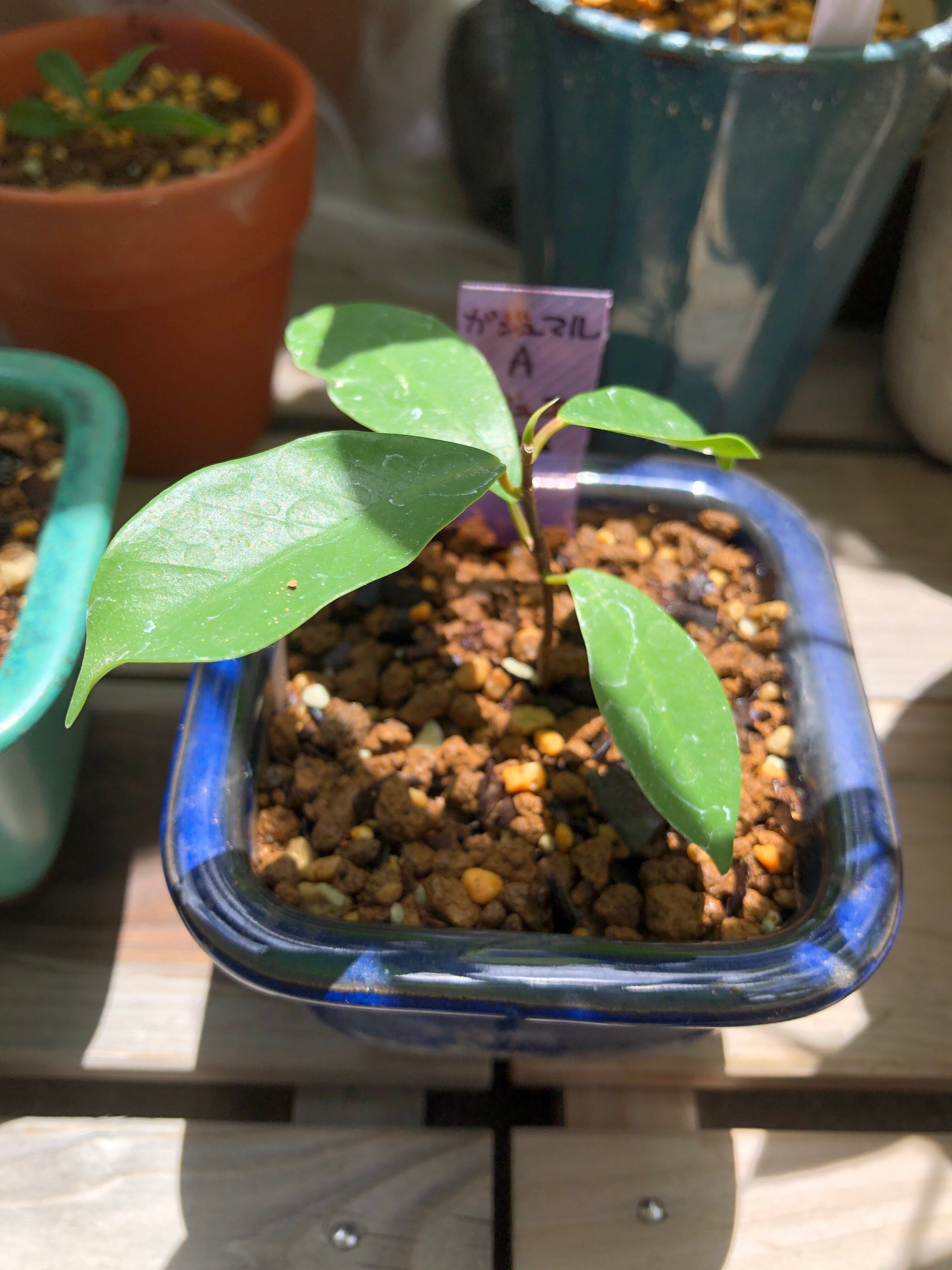 新種のヒトデ？いいえガジュマルの根です🌱ガジュマルの挿し穂を挿し木