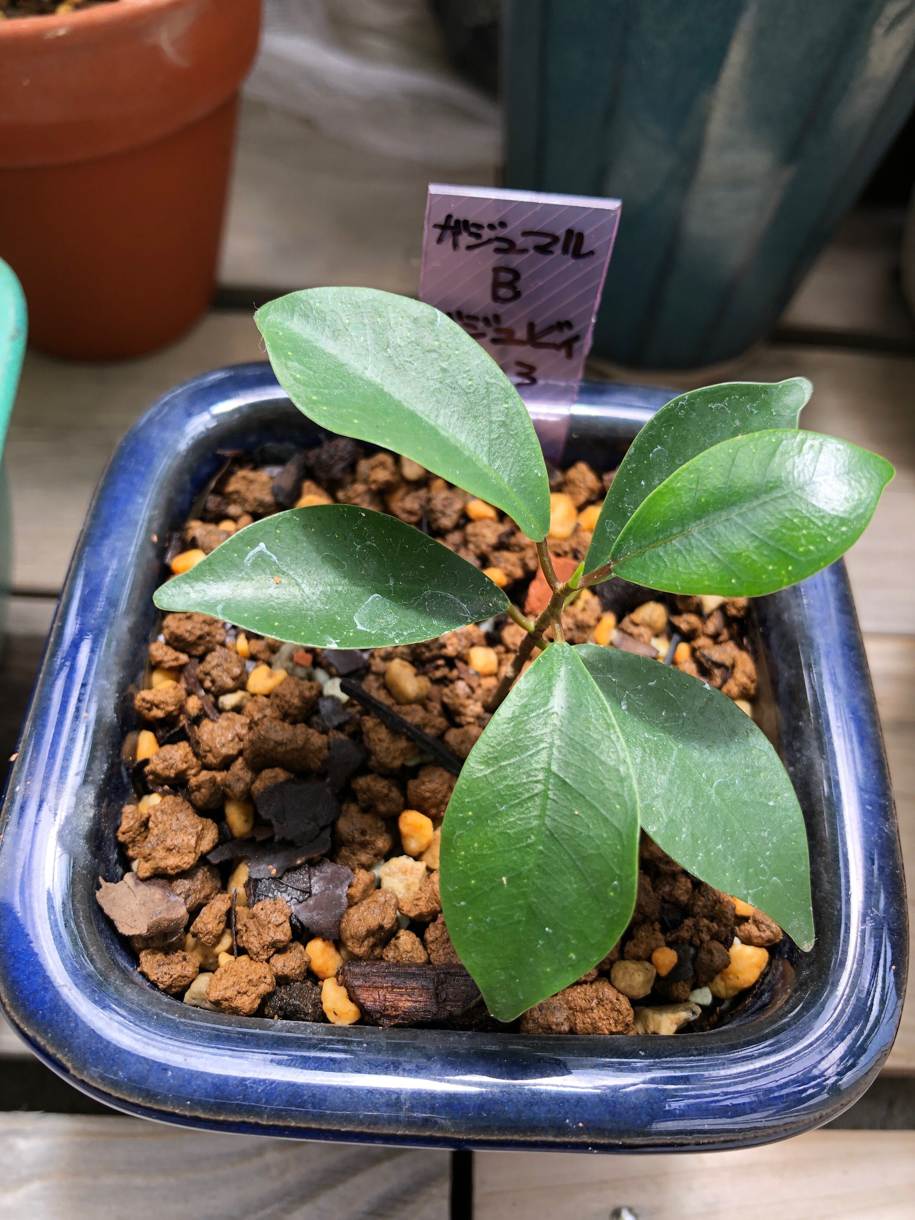 新種のヒトデ？いいえガジュマルの根です🌱ガジュマルの挿し穂を挿し木