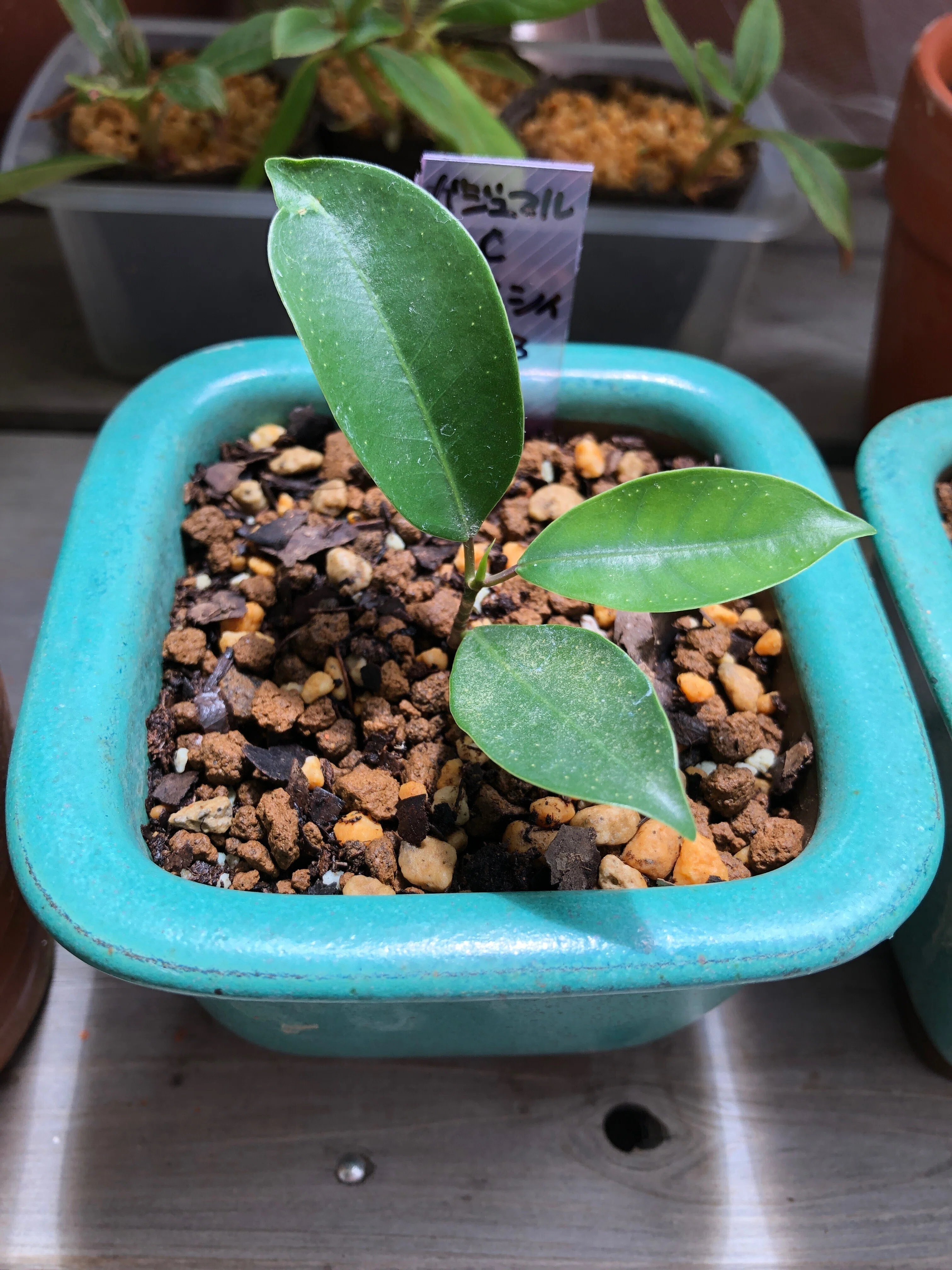 新種のヒトデ？いいえガジュマルの根です🌱ガジュマルの挿し穂を挿し木