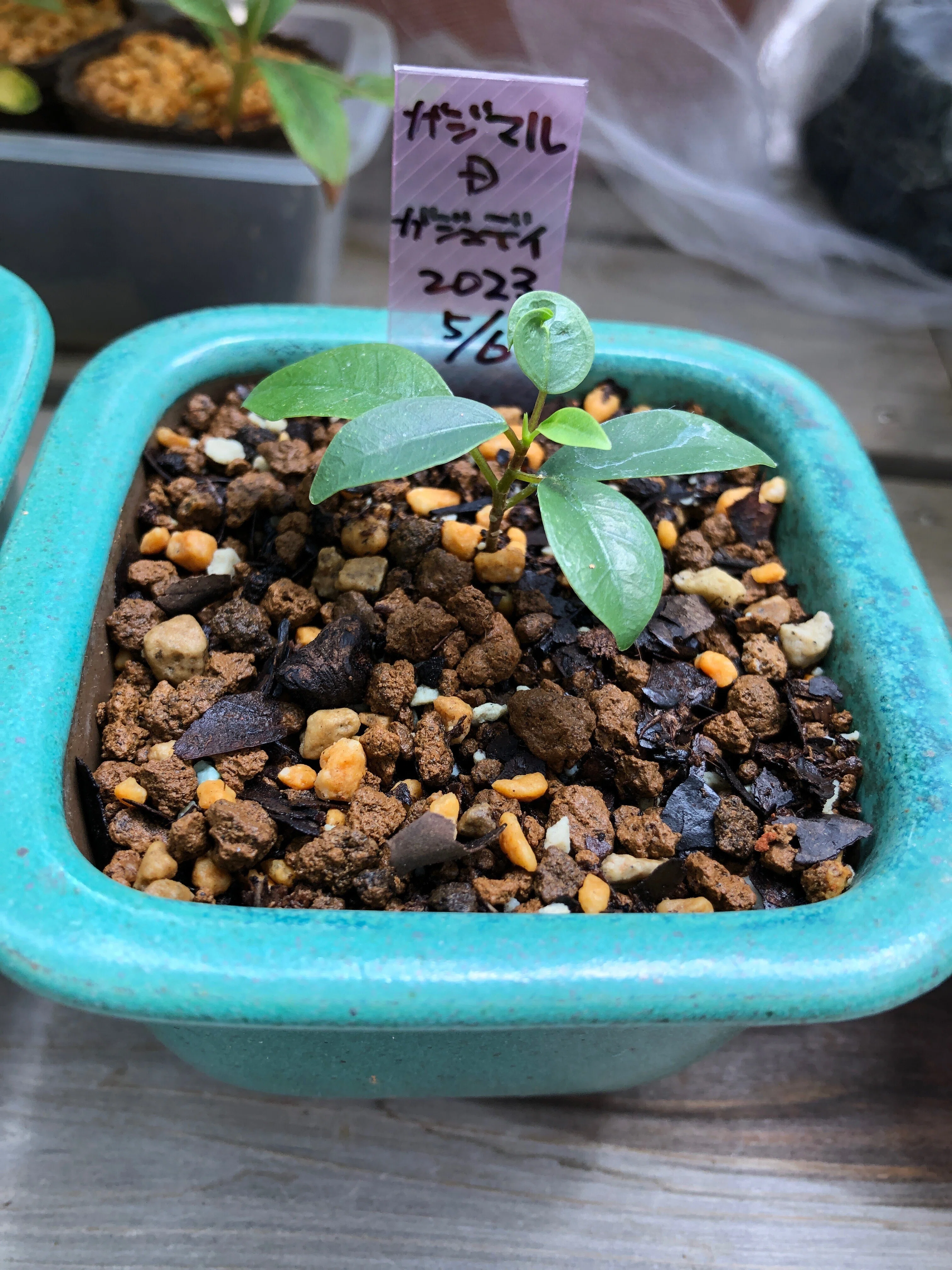 新種のヒトデ？いいえガジュマルの根です🌱ガジュマルの挿し穂を挿し木