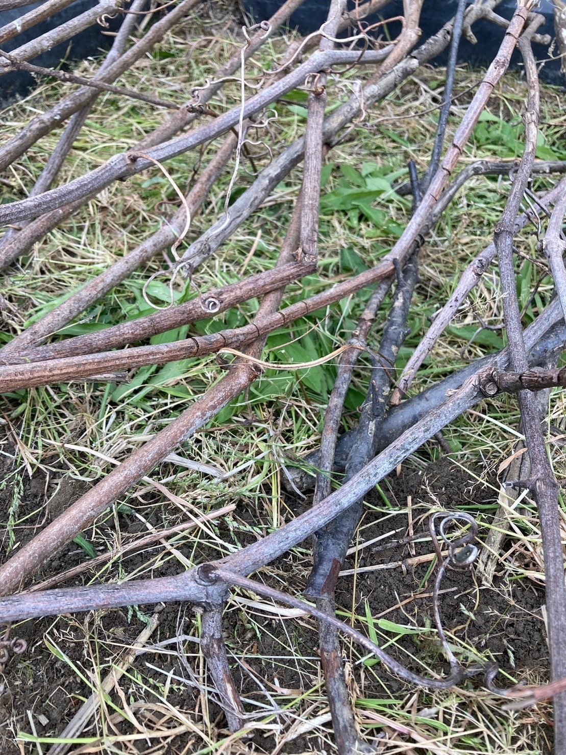 月見里茂 作 苗代 稲ほ舎「不耕起栽培」プロジェクト②～苗代づくり～｜稲ほ舎