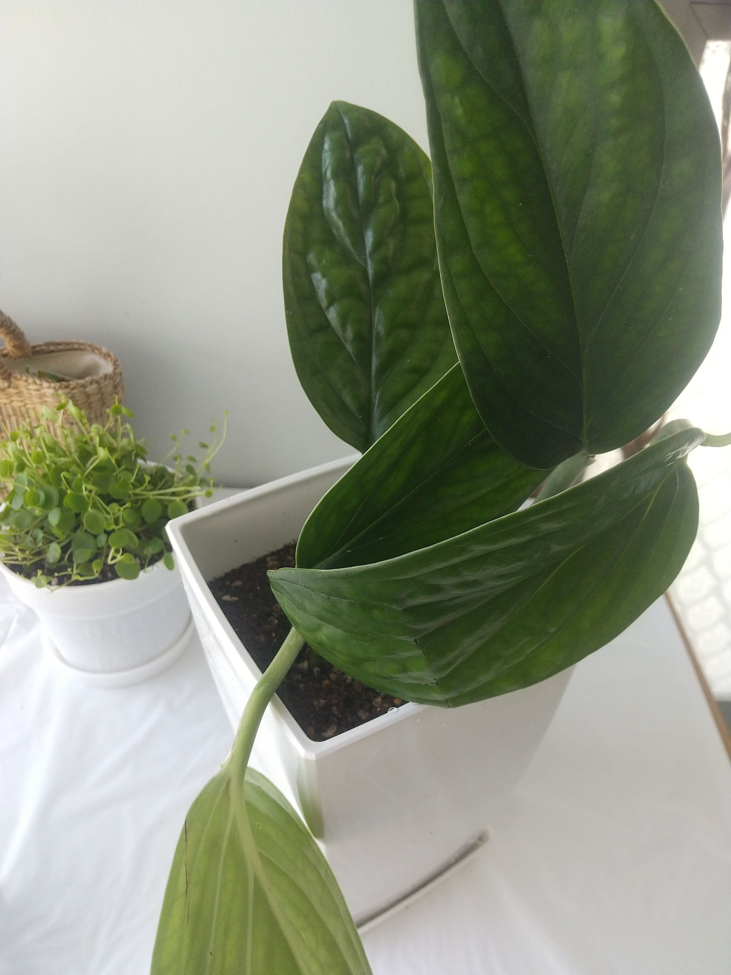 モンステラ ジェイドシャトルコック】長きに渡る戦いが今終わり