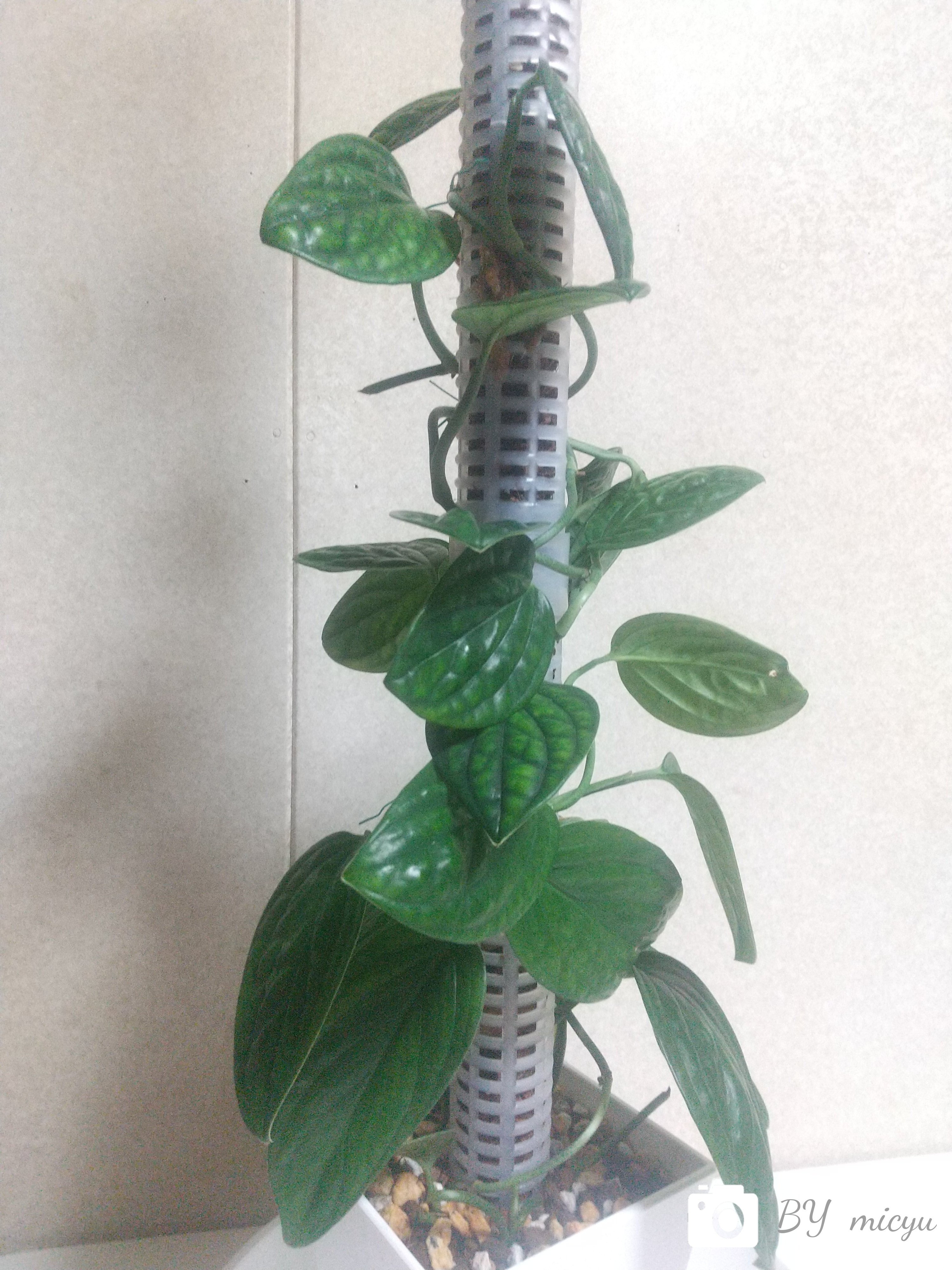 モンステラ　シャトルウィング※希少※ モンステラ シャトルウィング※希少※