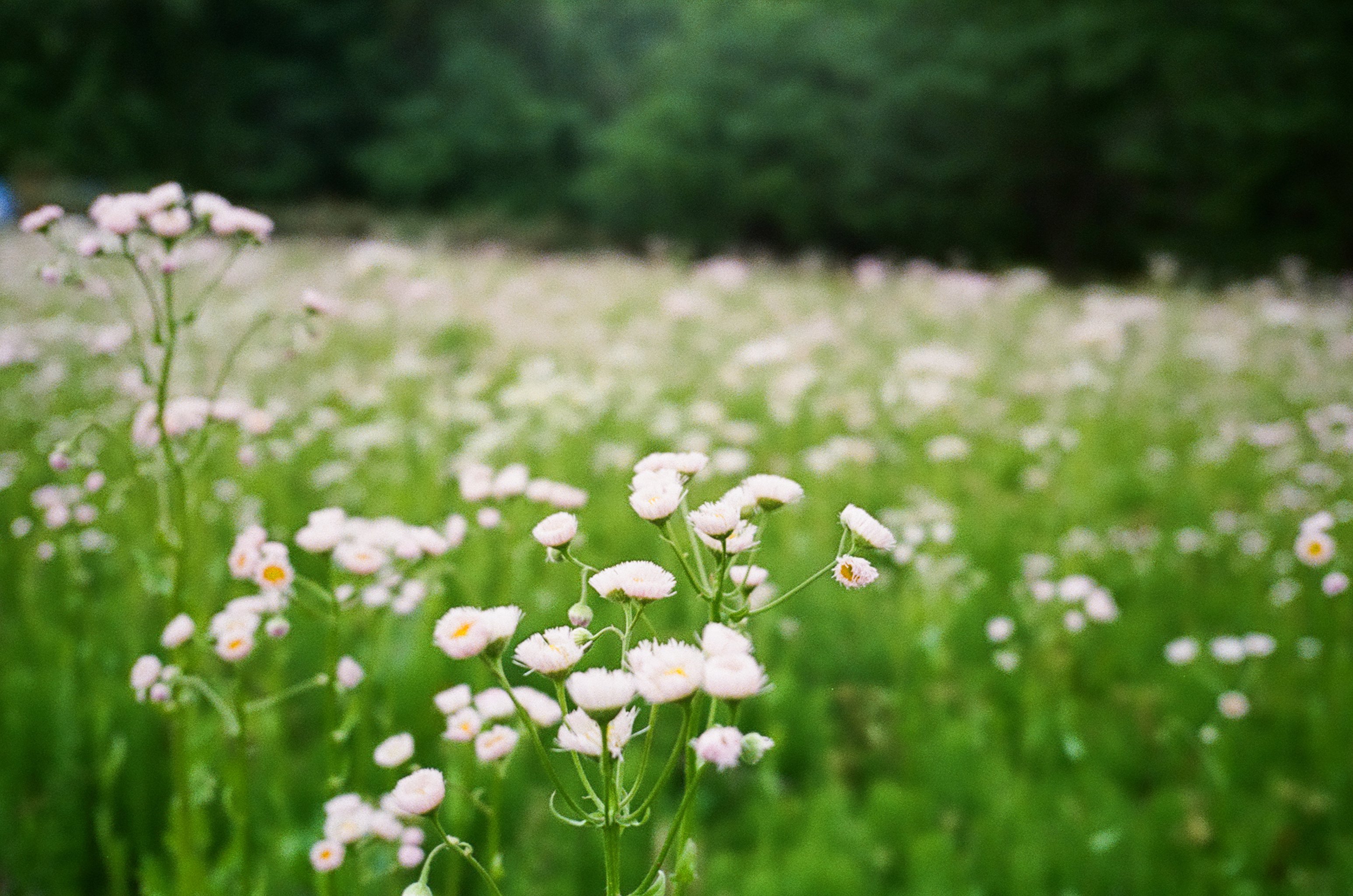 オリンパス μ-Ⅱ (ミュー2）「フィルムカメラ体験」貸出カメラ
