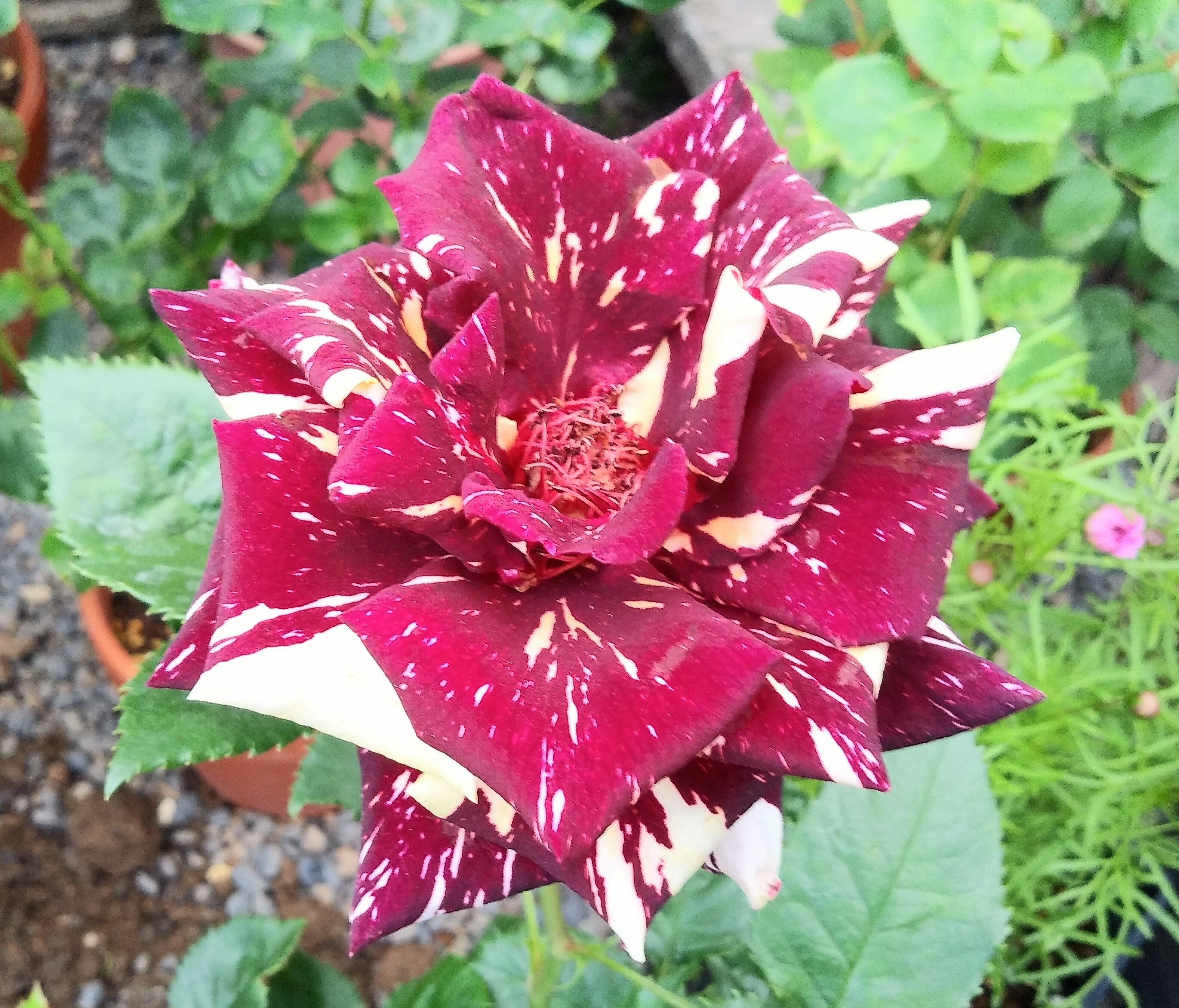 しばらく薔薇｜1969kao1988hana