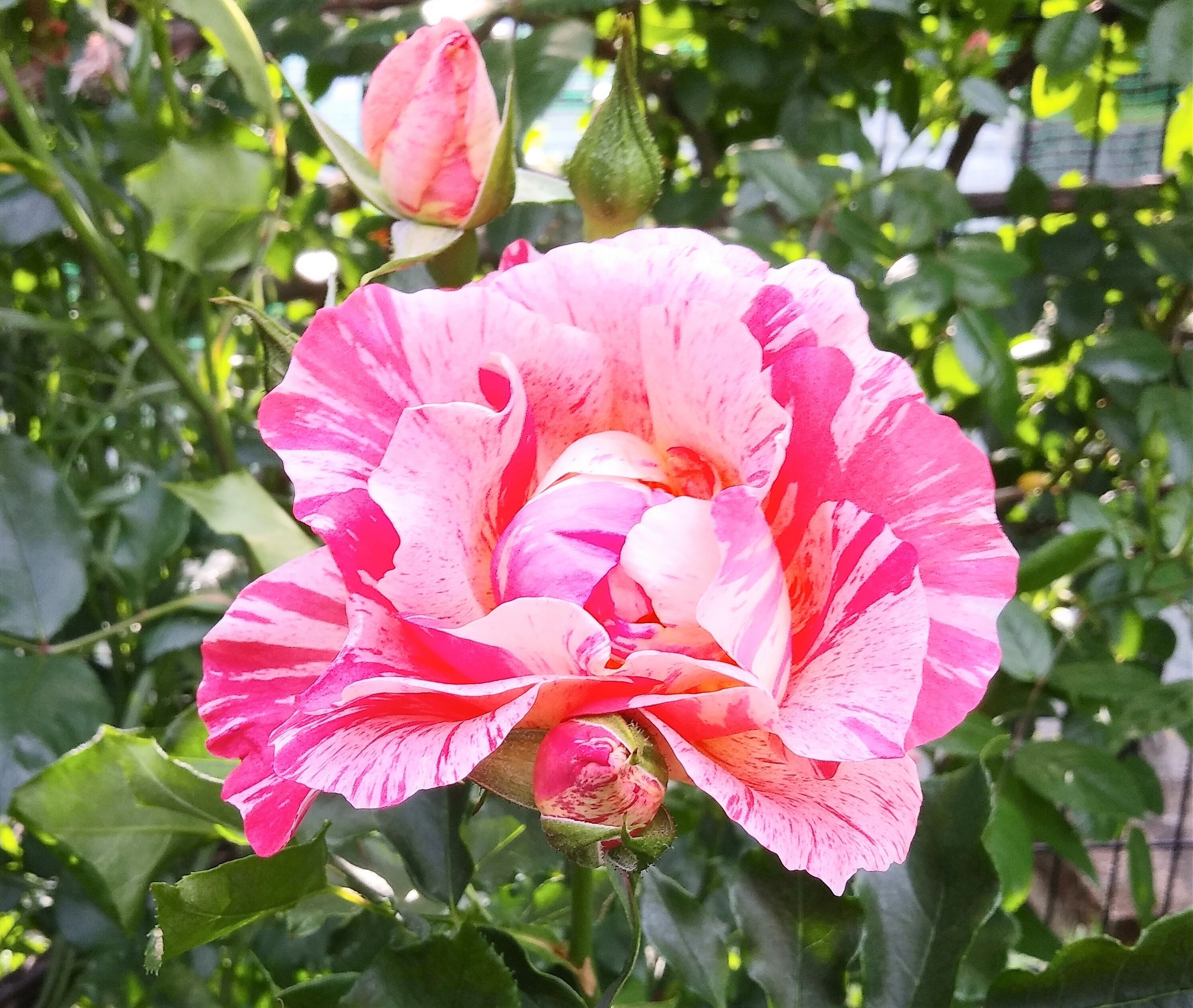 ミニバラ ヘルメス購入して一番花が咲「Rose」のアルバム