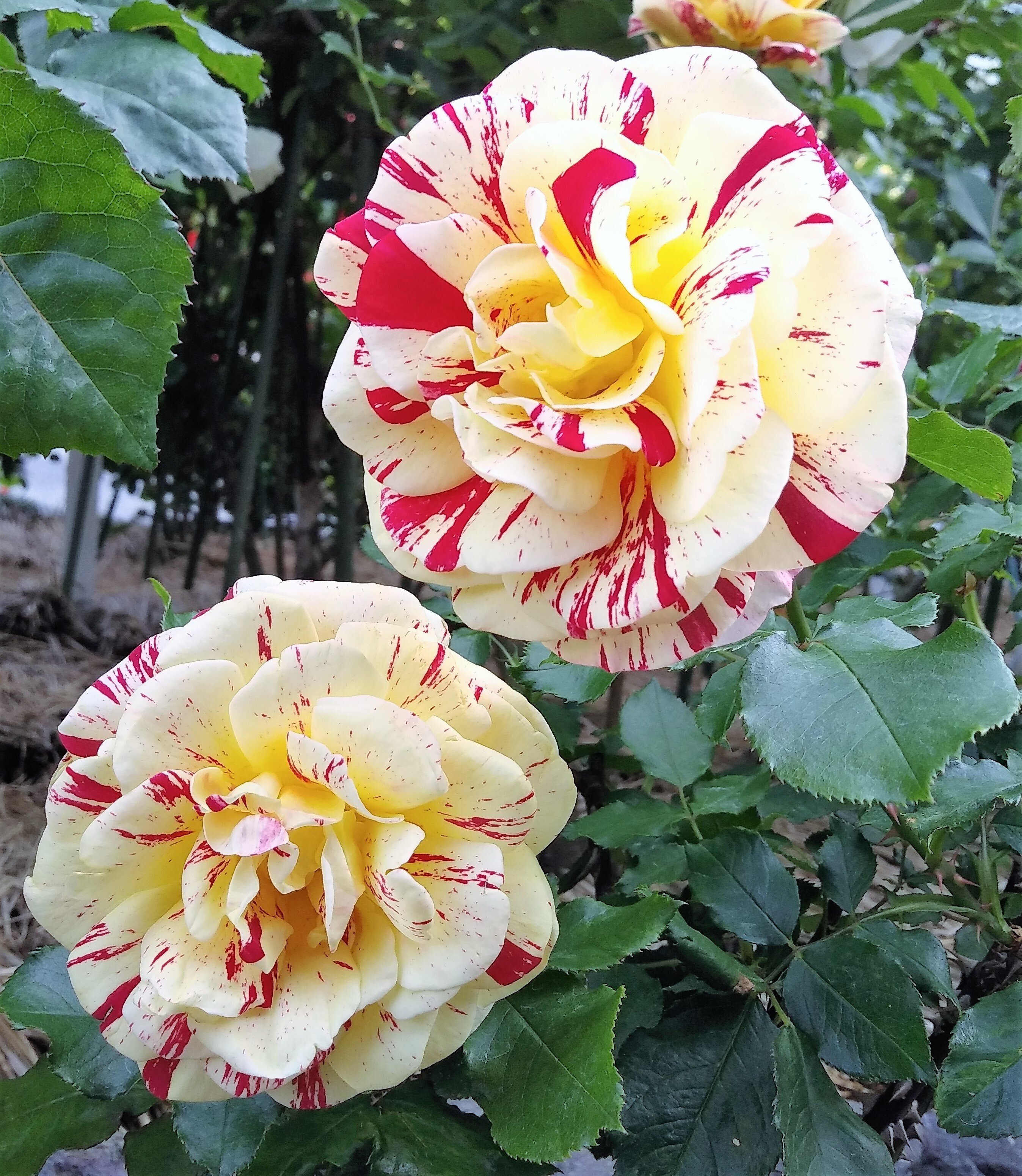 ミニバラ ヘルメス購入して一番花が咲「Rose」のアルバム