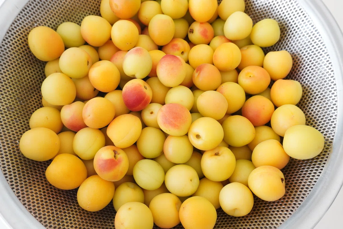 梅のお仕事シーズン到来！｜食の工房オフィスアルベロ【イタリア料理教室 in 神戸】
