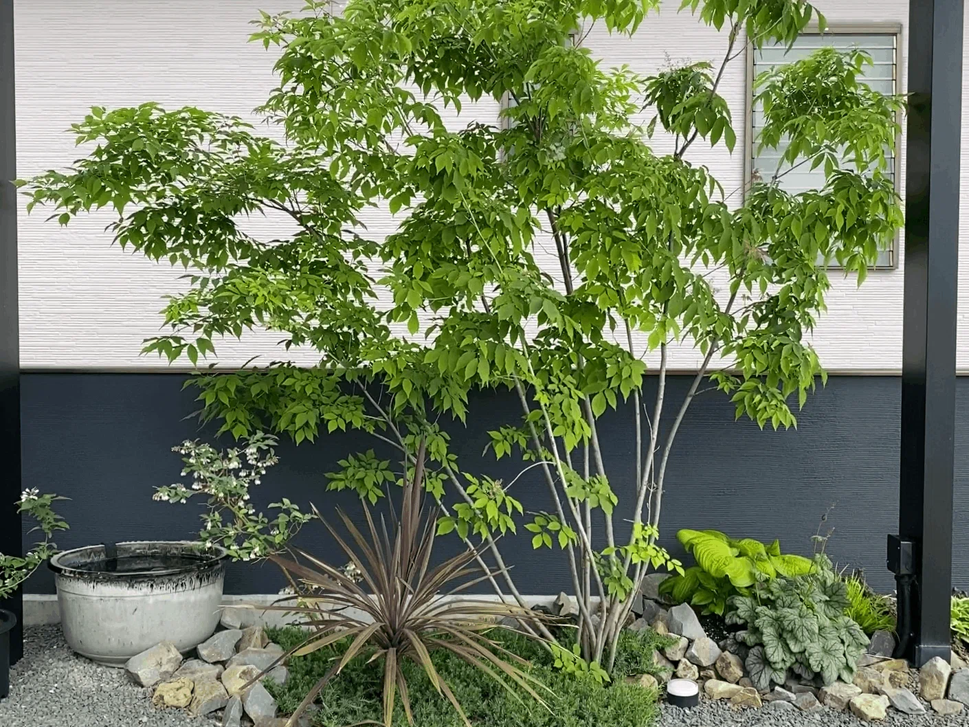 睡蓮鉢と暮らす。3年目のメダカ庭。｜ネジトラ