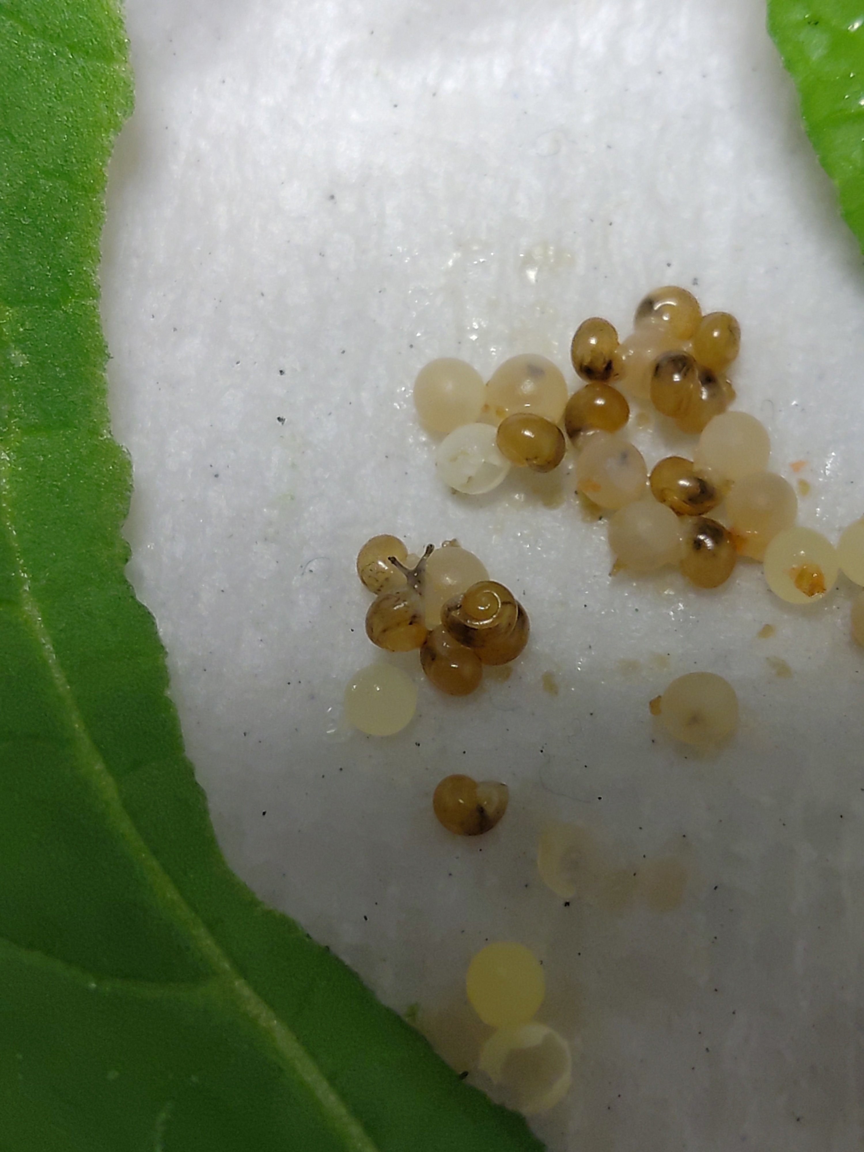 カタツムリ🐌 小さくたって家持ちだい！｜いふ！