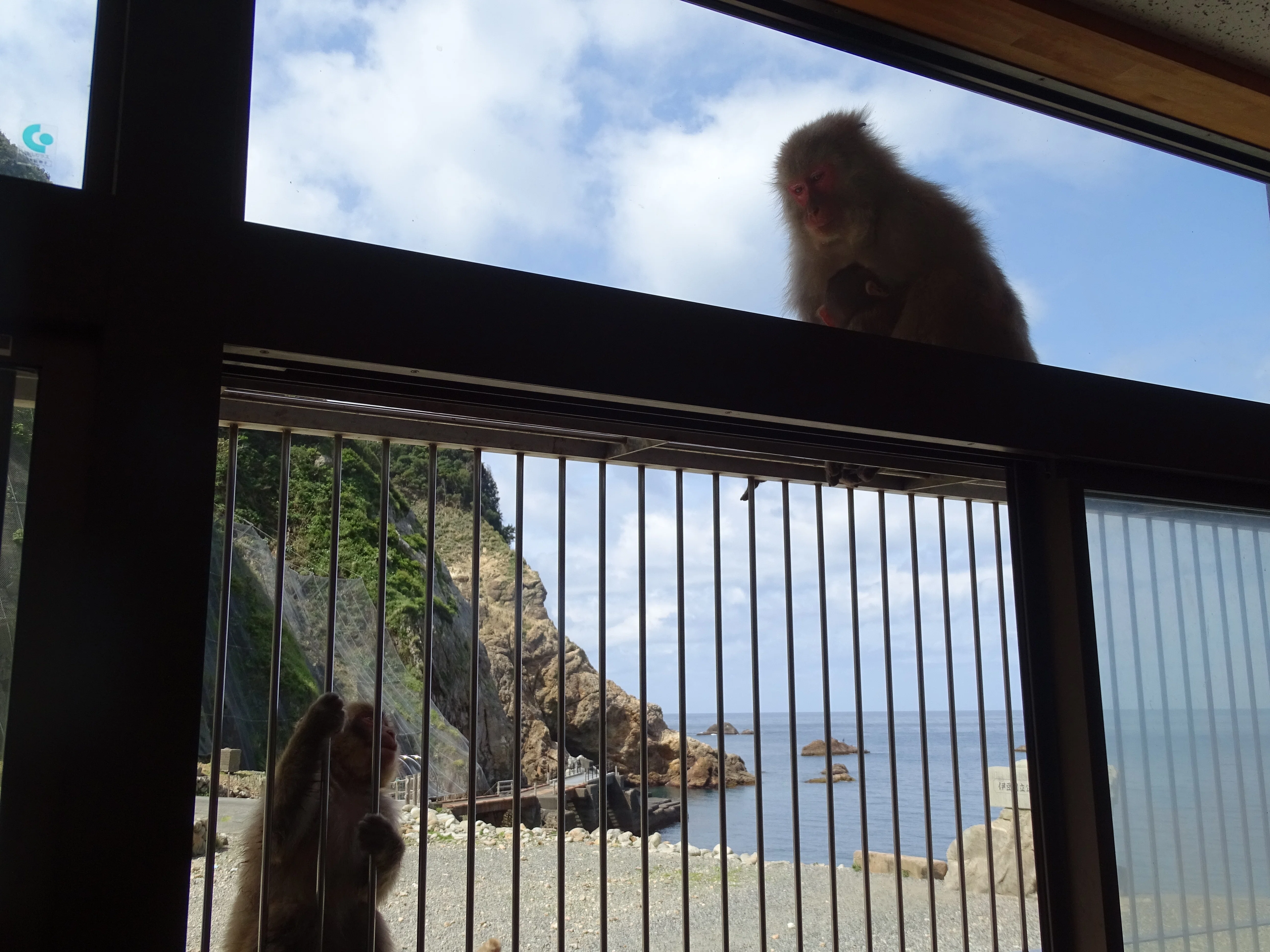 ZASO:158】静岡県 #波勝崎モンキーベイ｜ZASOちゃんねる