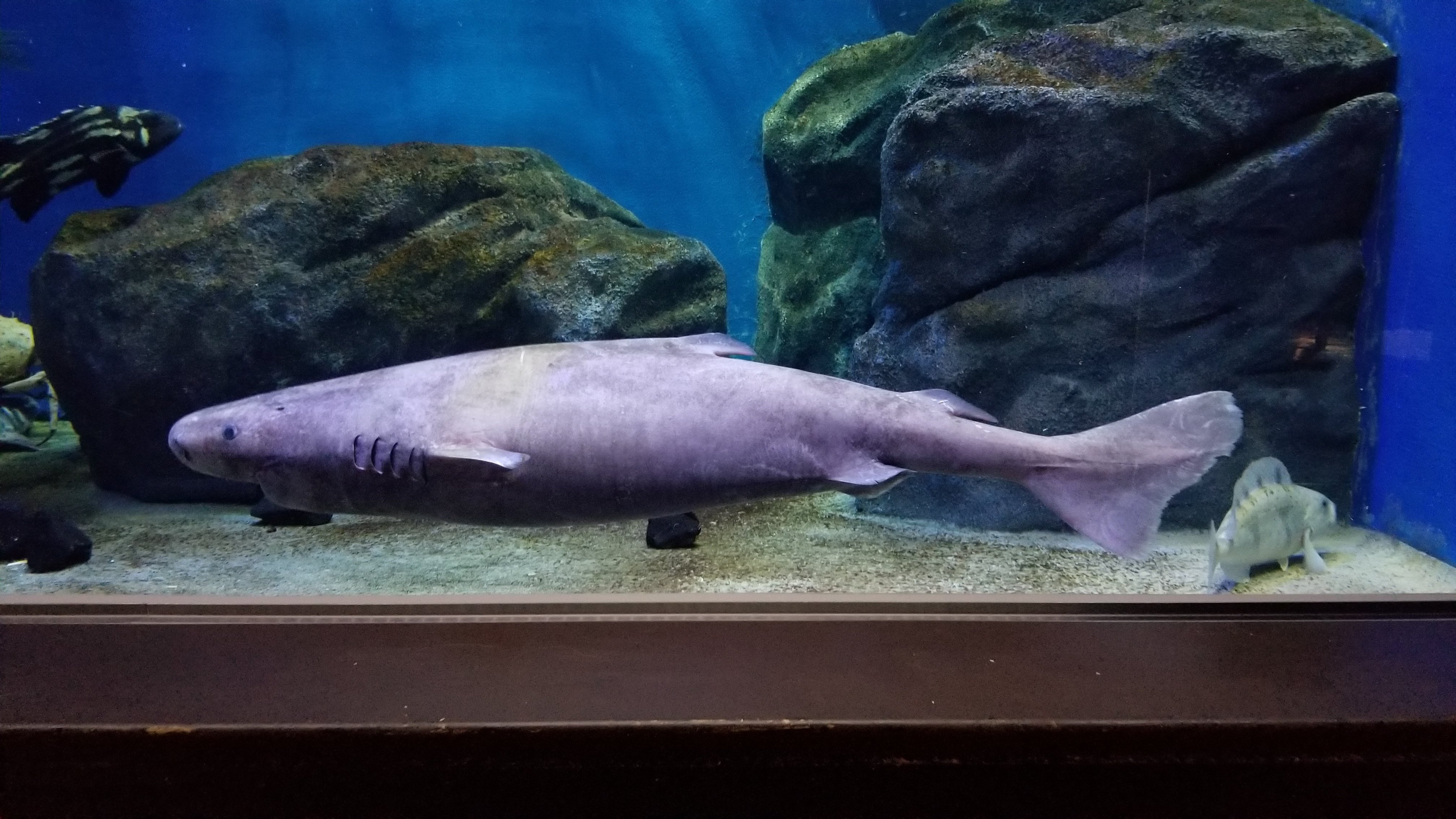 深海クッキング「深海の巨大ザメを食らう」｜仙台うみの杜水族館