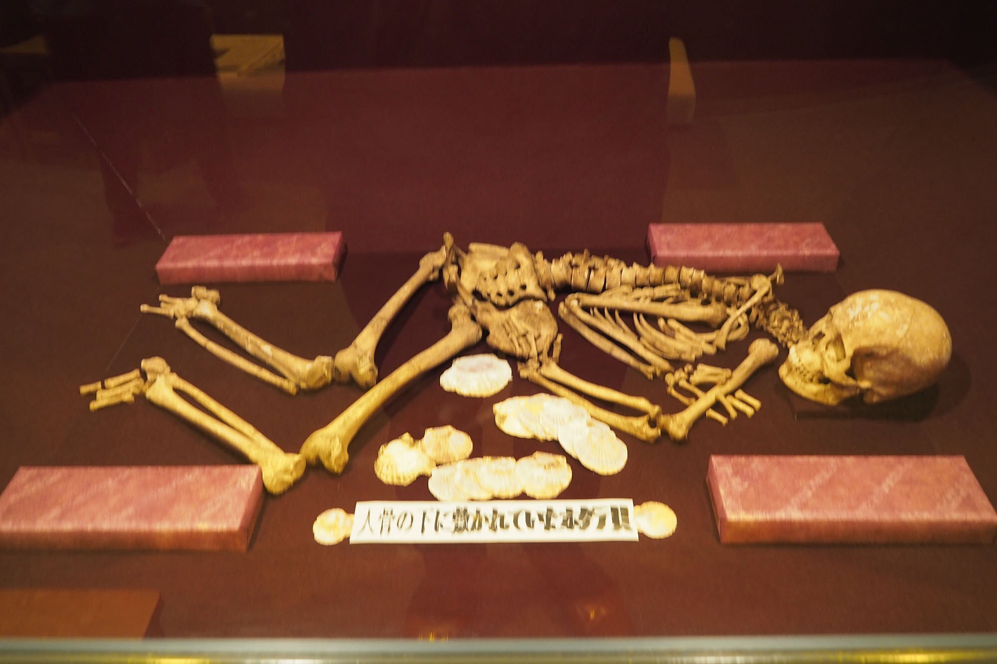 世界最古？の土器と切断蓋付土器と帆立貝の墓ー東北町歴史民俗資料館