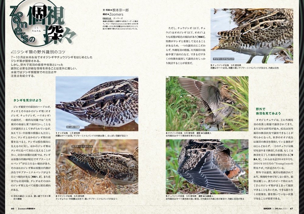 BIRDER6月号の見どころ｜ブンイチ（文一総合出版）