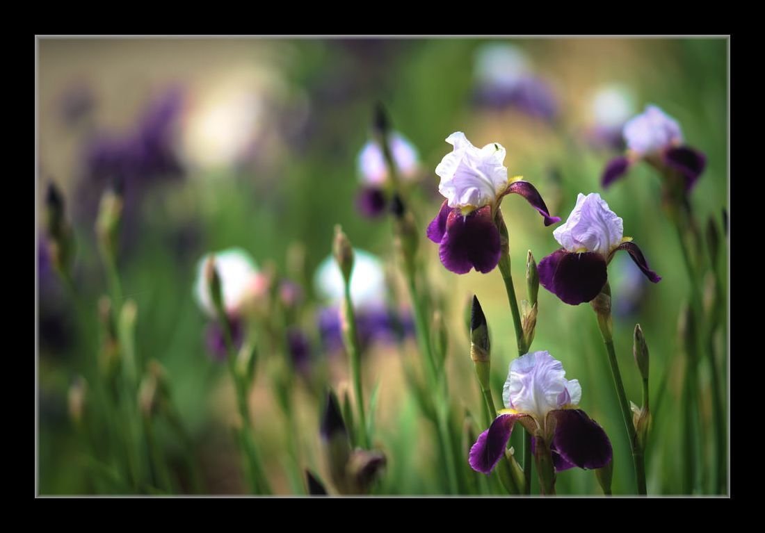 Sonnar T 135mm F1.8 Za