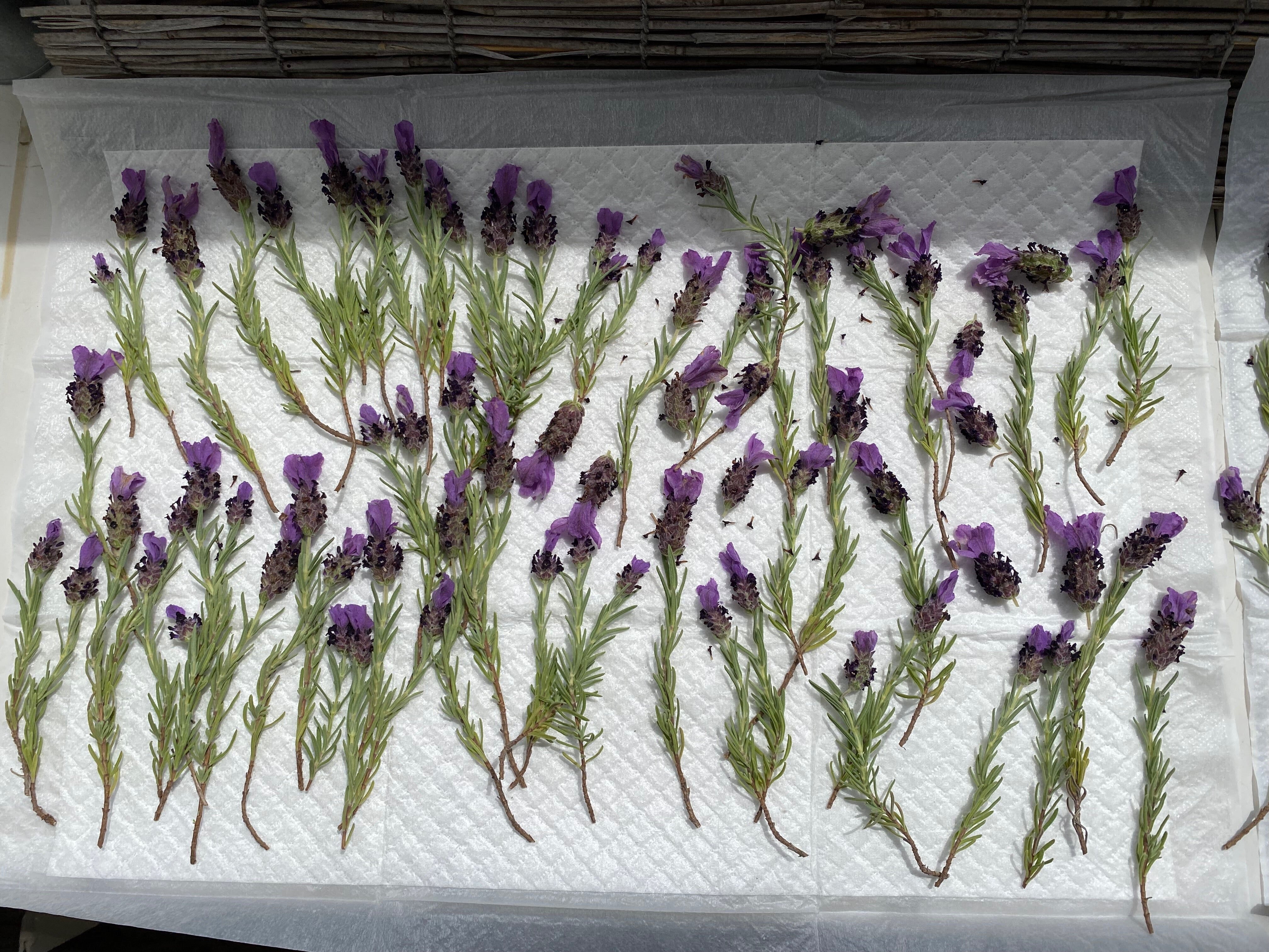 乾燥させてみた〜庭のラベンダーでドライフラワー作り〜｜Megu＠家庭