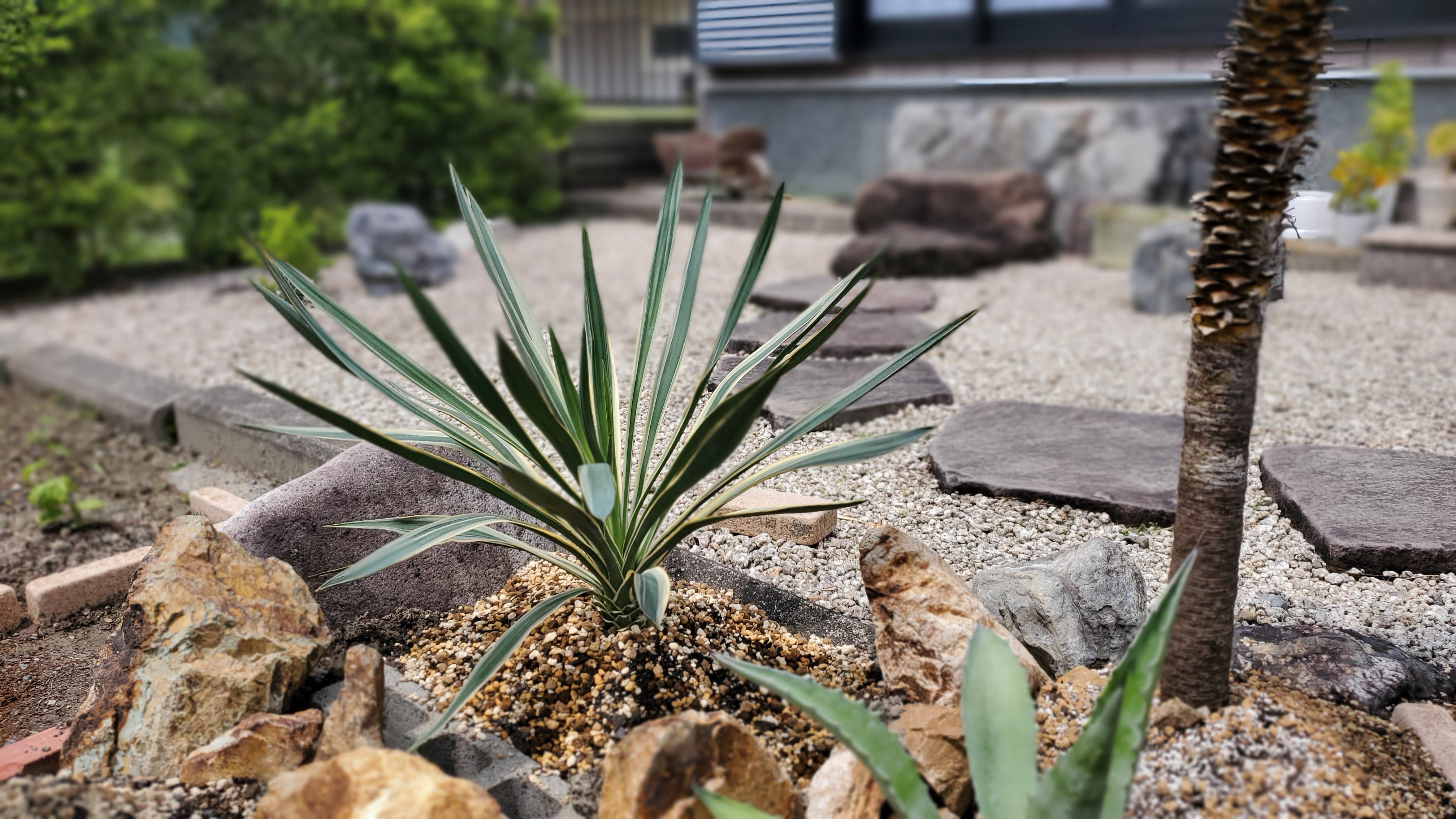 ユッカグロリオサバリエゲイテッド地植え完了！｜Ikkyu