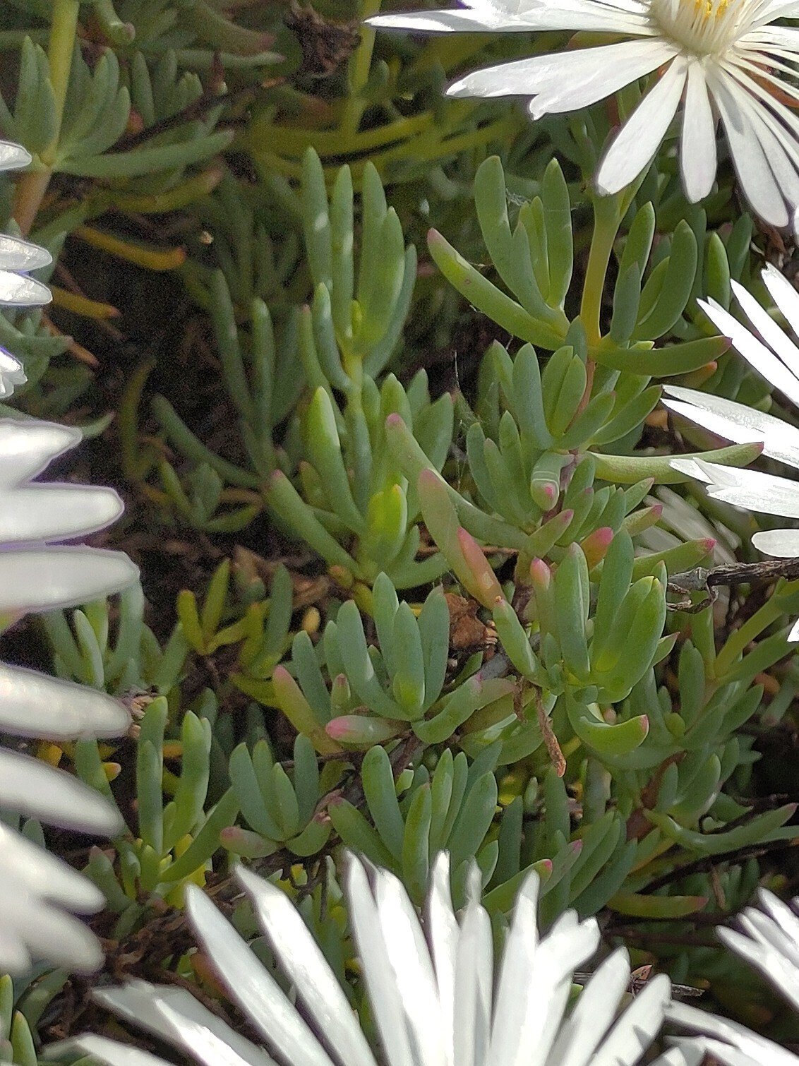 松葉菊いっぱい♪ マツバギク（松葉菊）の種類（原種、品種）｜植物図鑑｜みんなの趣味の
