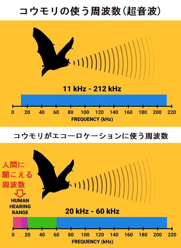 Hearing by Bats　（コウモリの聴覚） hqdefault.jpg
