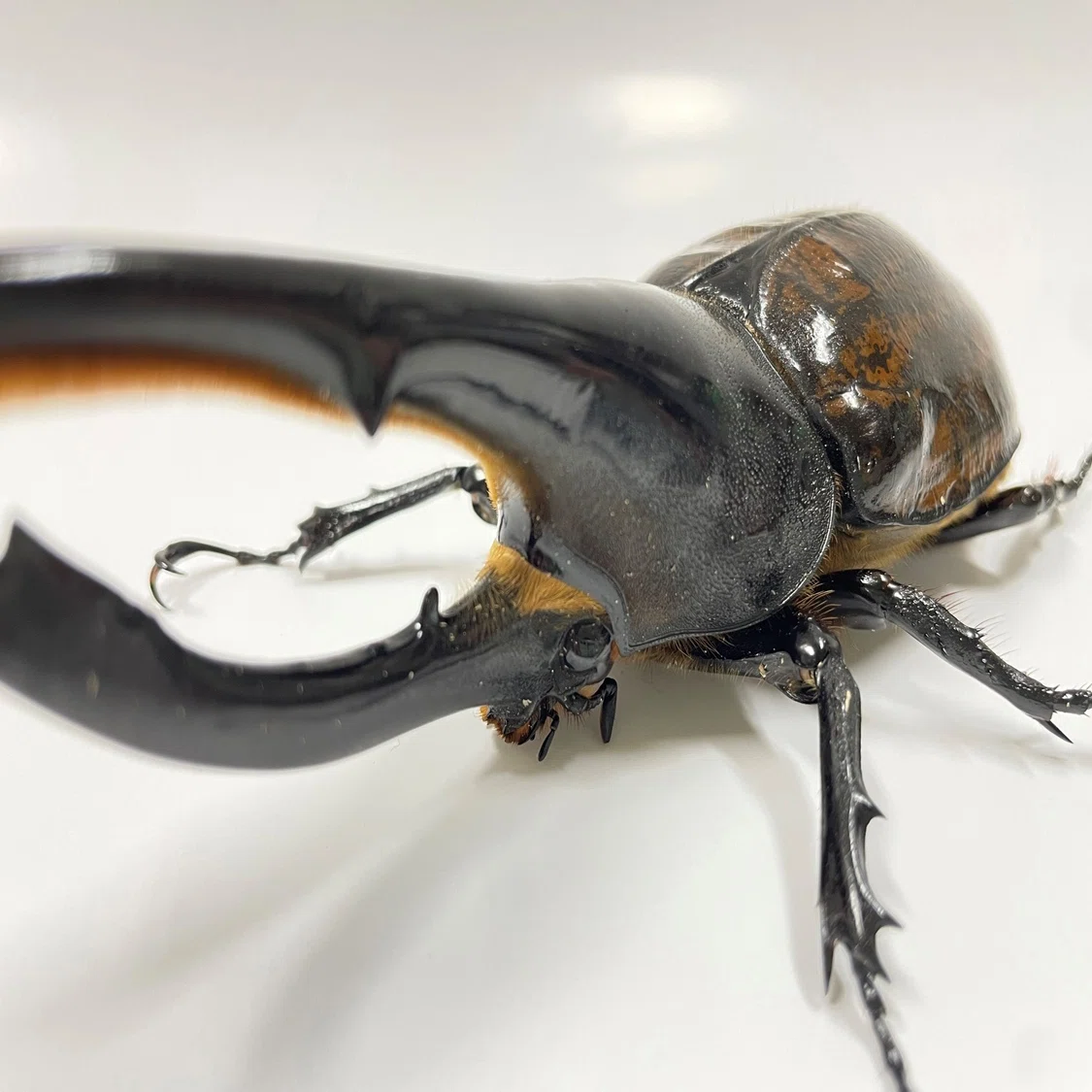 ヘラクレスオオカブト展示の舞台裏｜竜洋昆虫自然観察公園