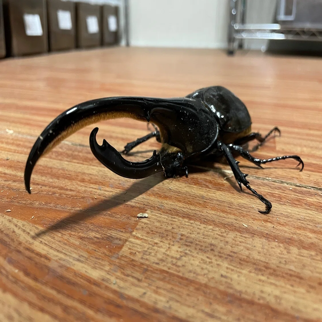 ヘラクレスオオカブト展示の舞台裏｜竜洋昆虫自然観察公園