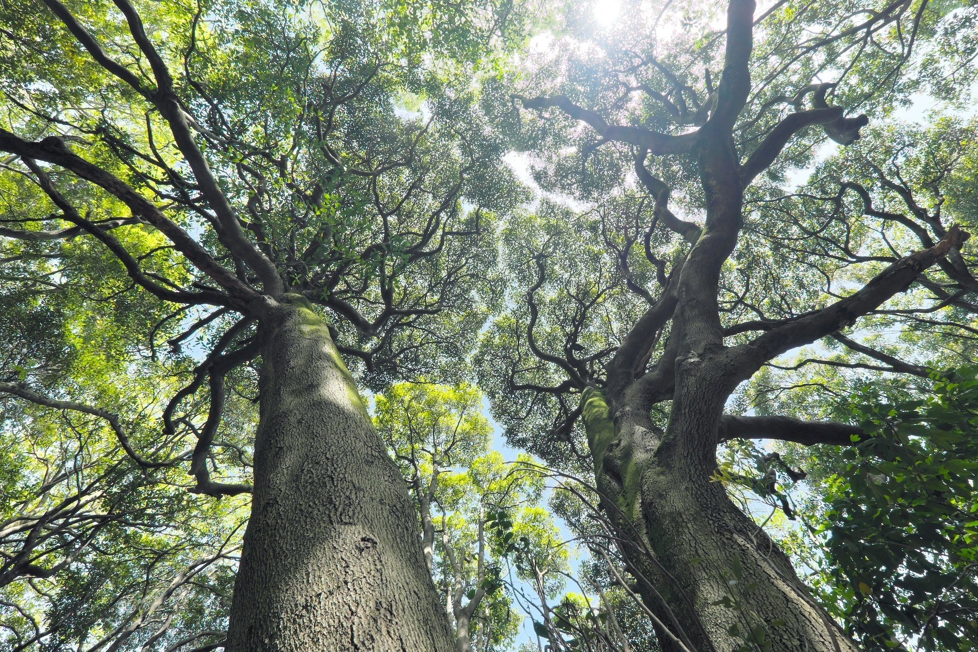 マザーツリー｜燿 (hikari)