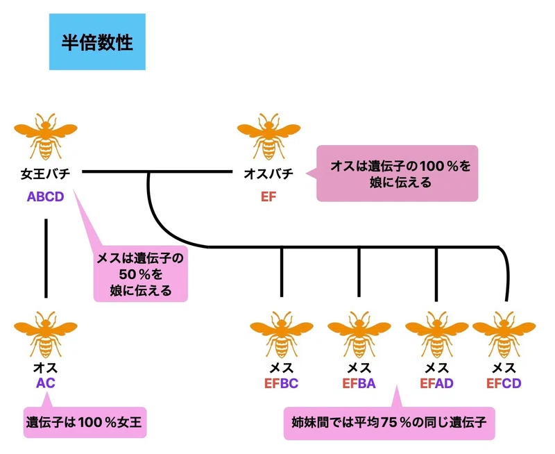 ミツバチ⑦真社会性｜Aya_studioritmo