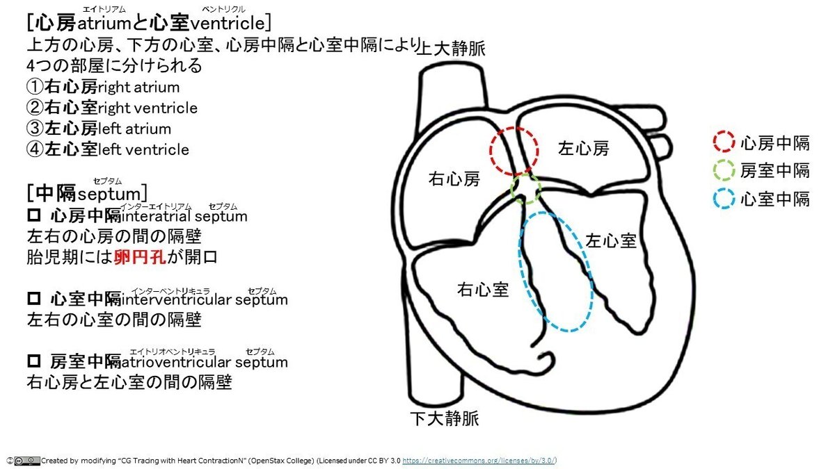 Contents (循環器 [総論・心臓])｜解剖学・極