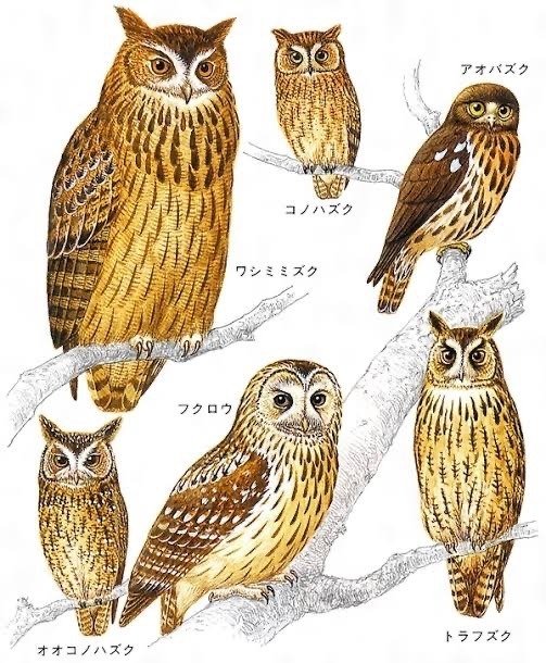 なんかよく分からないフクロウ 41E8TaqP5DL.jpg_BO30,255,255,