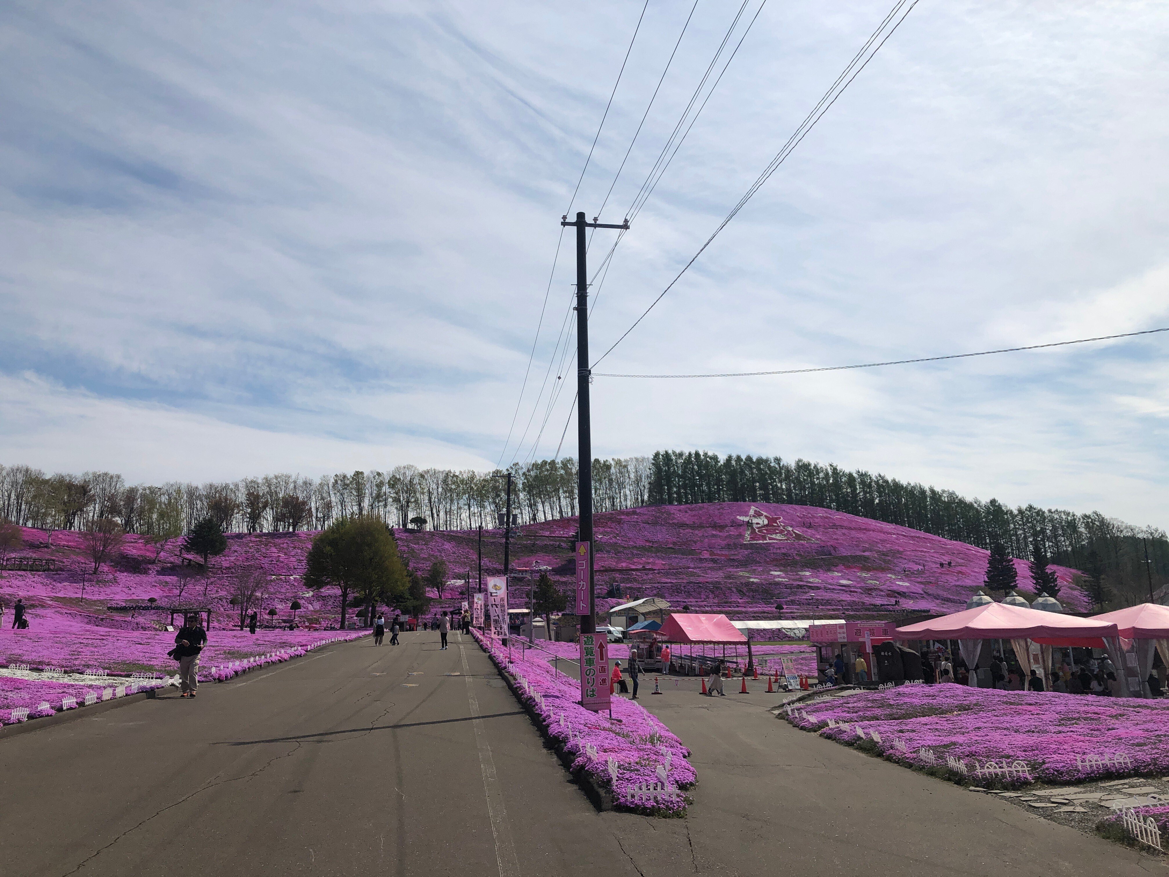 5月中旬の北海道で1番ピンクの場所｜吉田拓実｜さいこうファーム