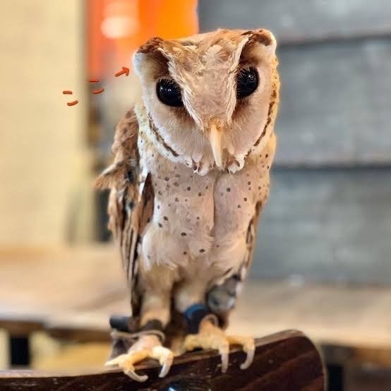 第2517回 らしくないフクロウ｜翆野 大地