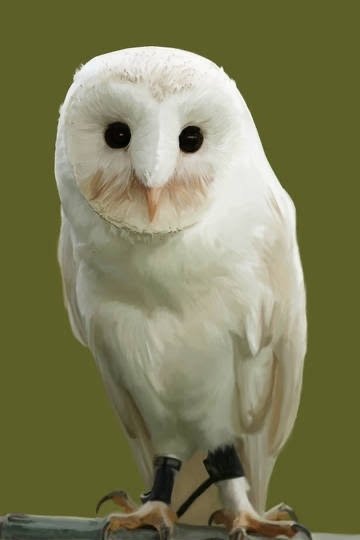 第2517回 らしくないフクロウ｜翆野 大地